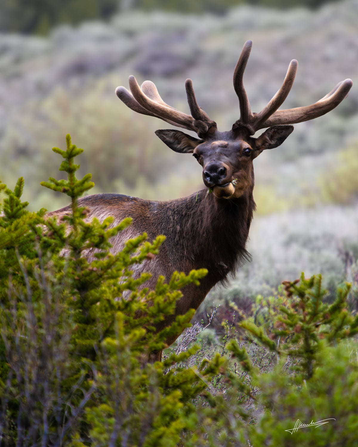 Wildlife