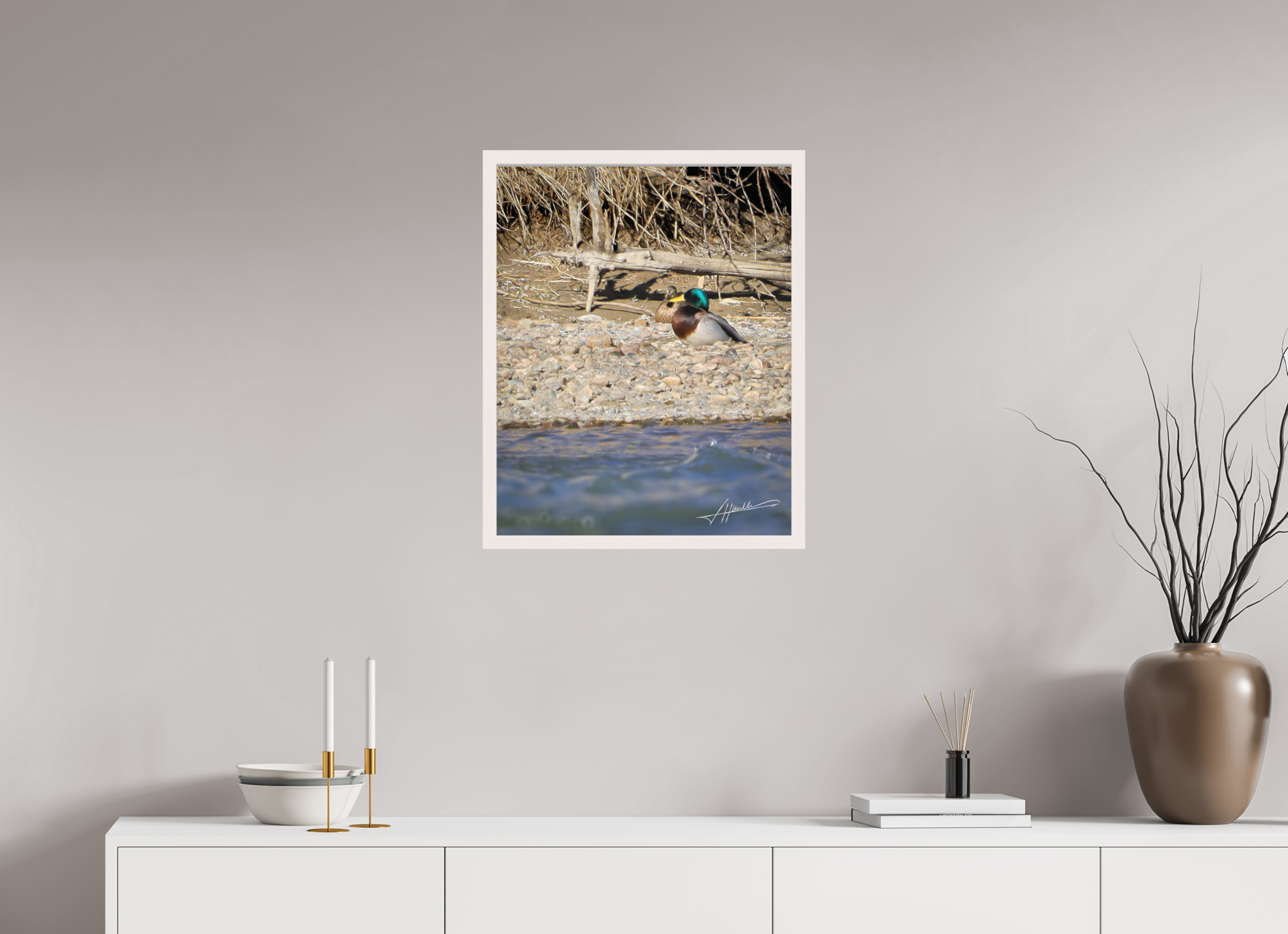 20 x 25″, Shadow Box Frame Sunbathing Mallard
