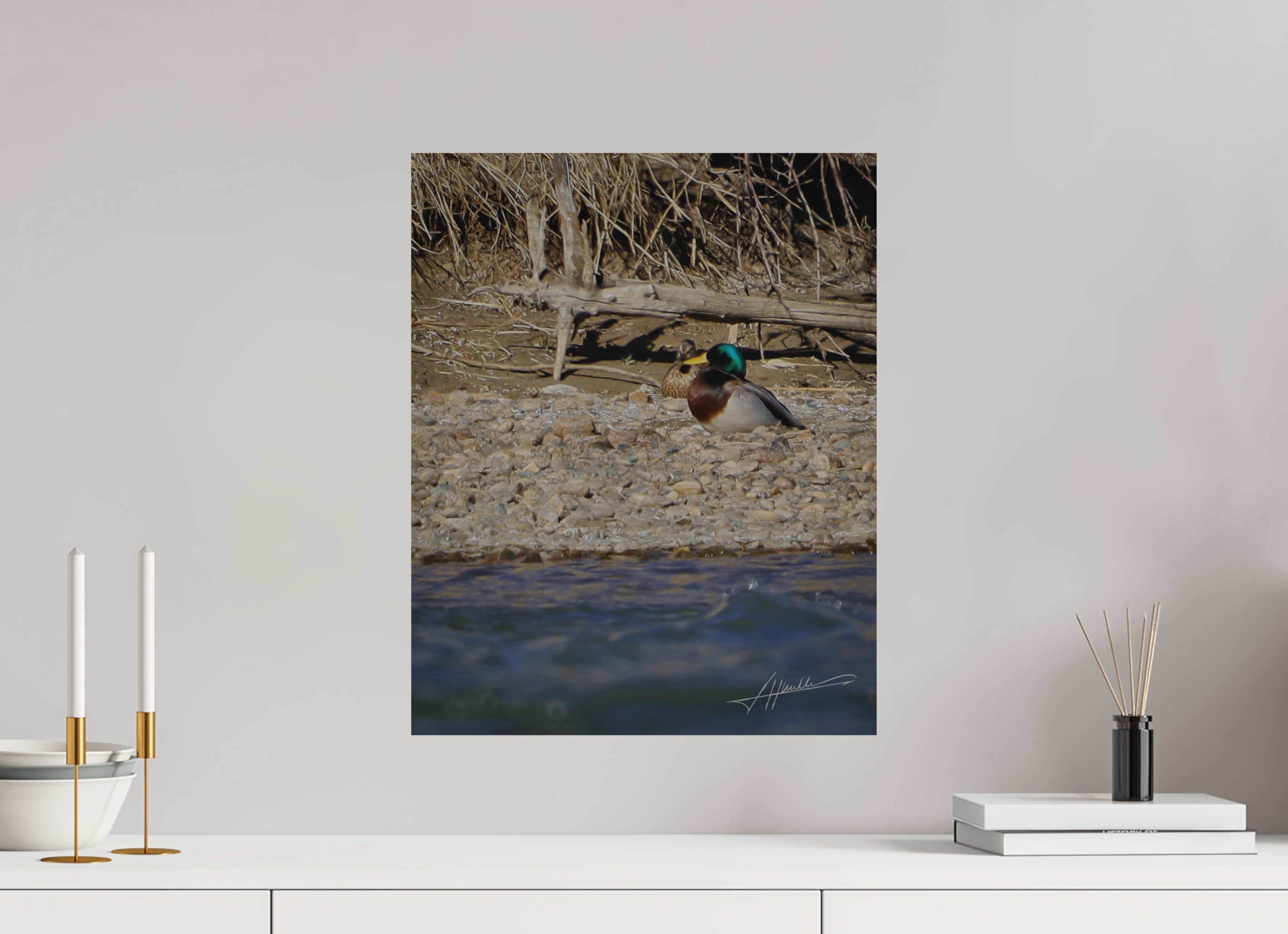 16 x 20″, Direct Brushed Aluminum Sunbathing Mallard