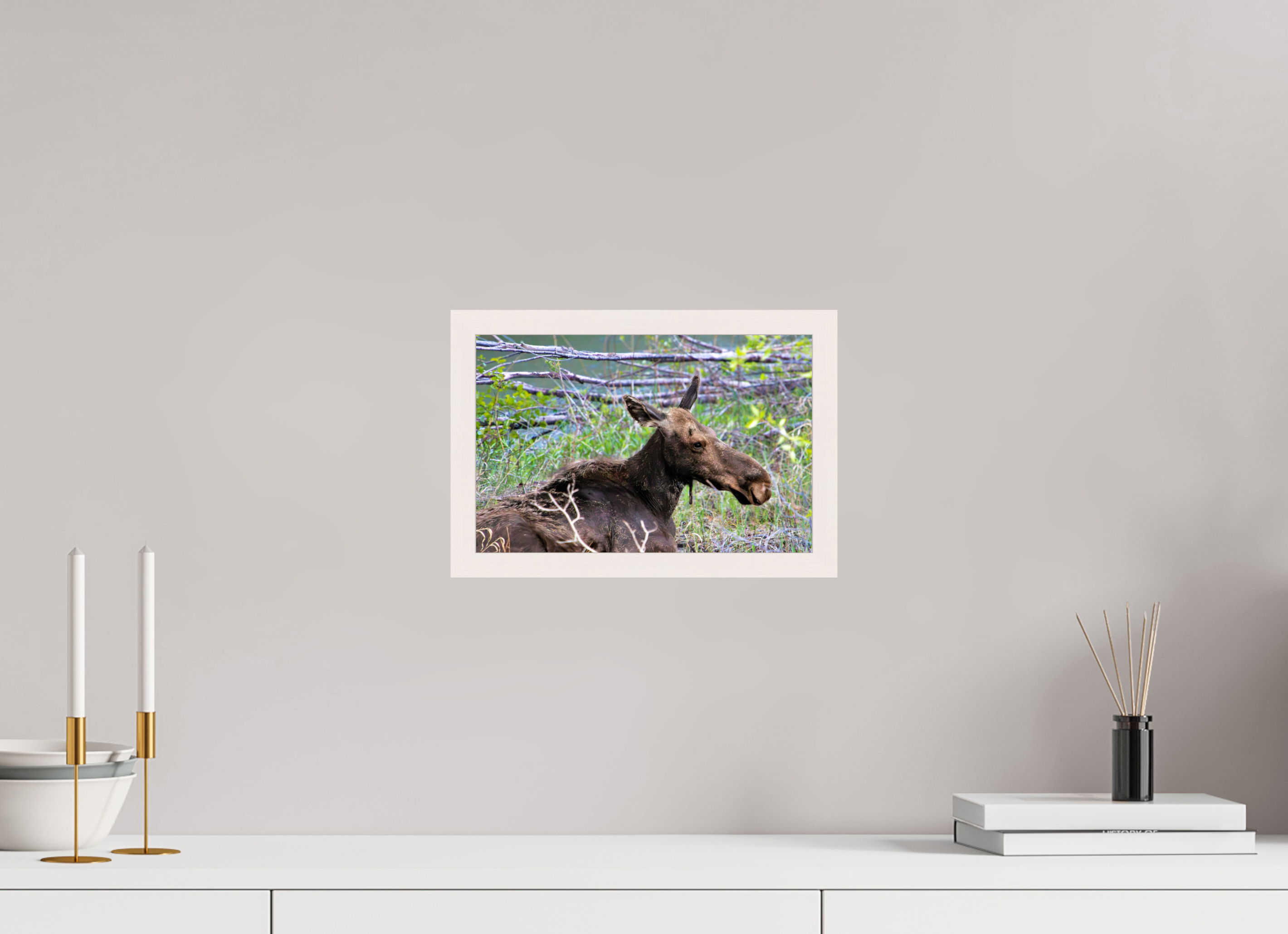 12 x 8″, Gallery Frame Moose Relaxing