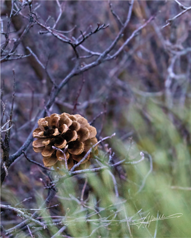 Main image Mountain Pinecone
