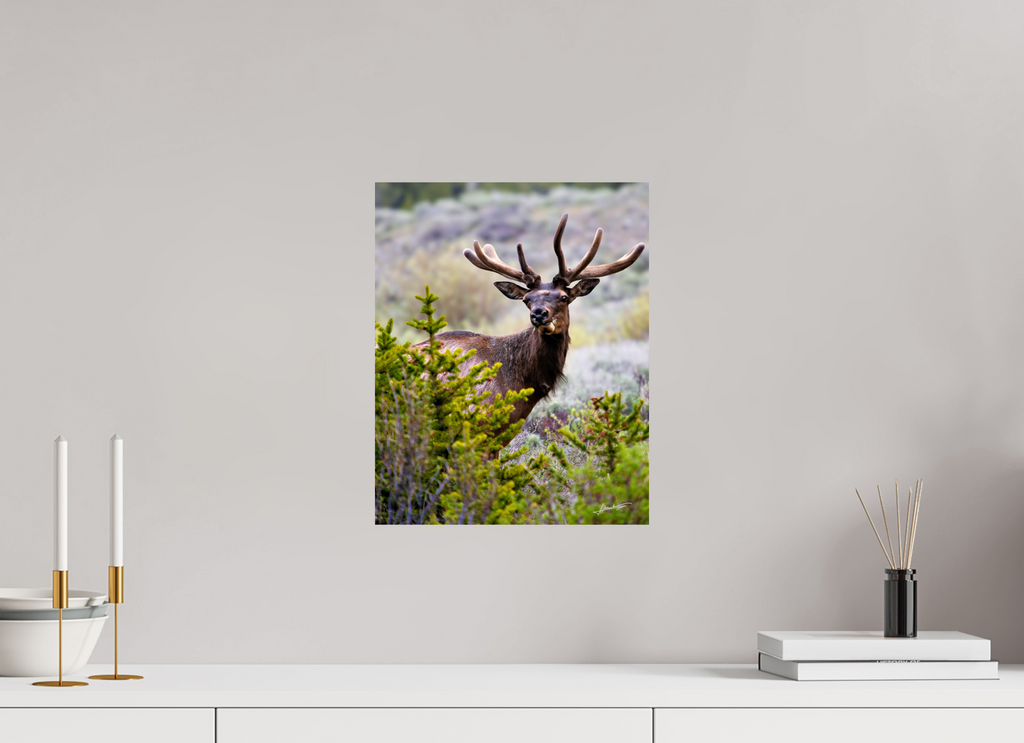 12 x 15″, Fine Art Print Velvet Bull