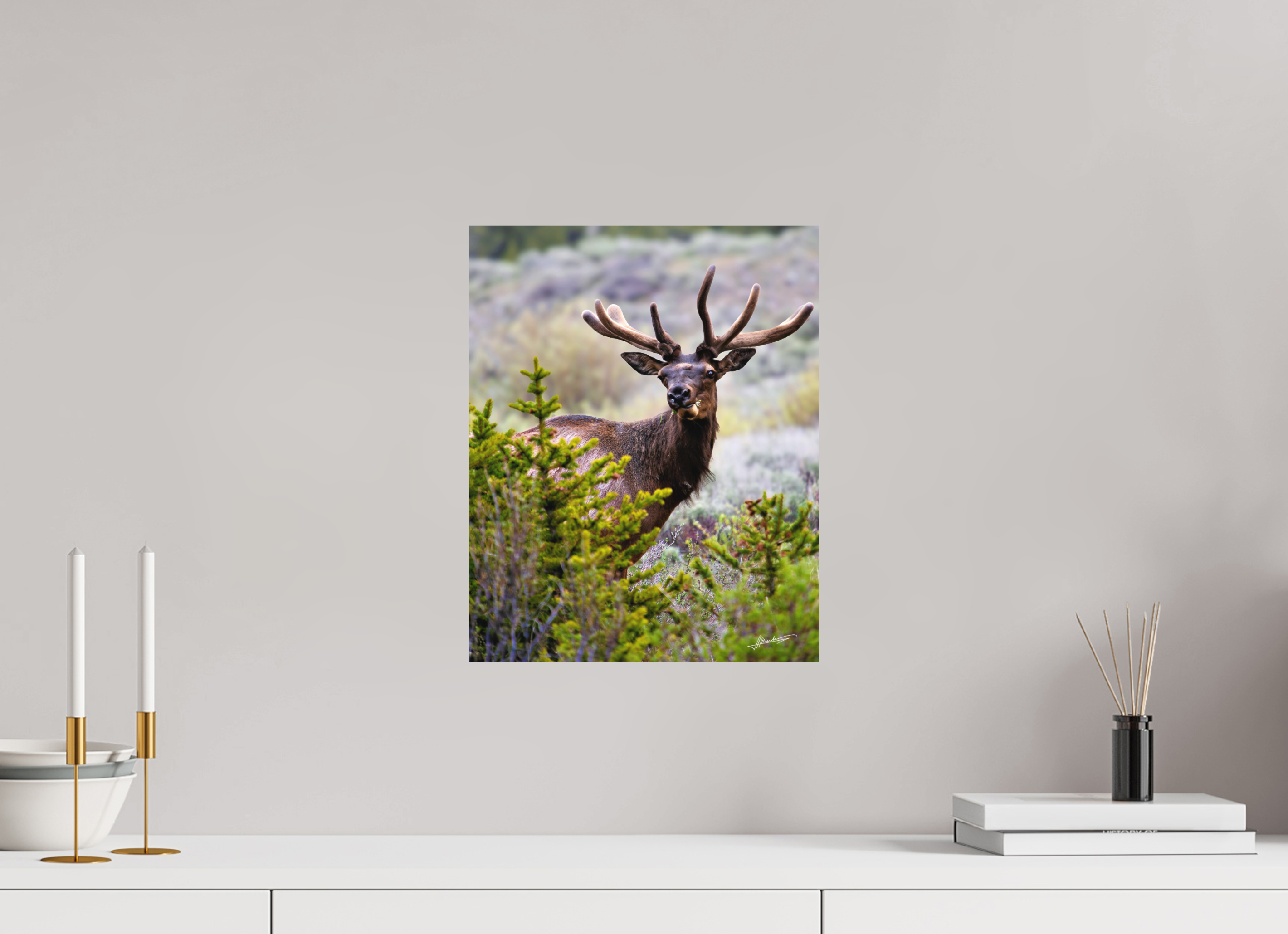 12 x 15″, Metal Dibond Velvet Bull