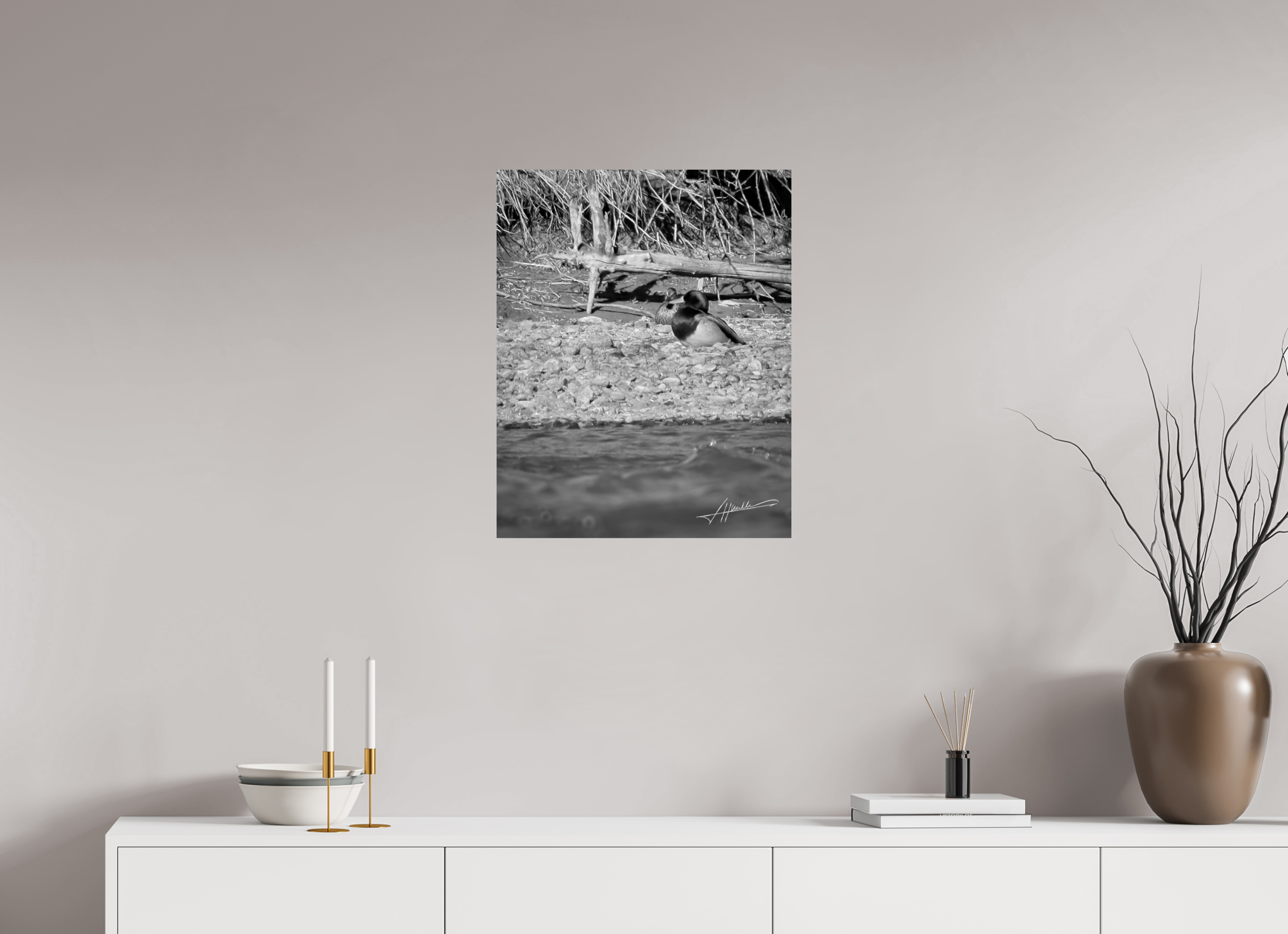 20 x 25″, Photo Print On Ilford Baryta Paper Sunbathing Mallard