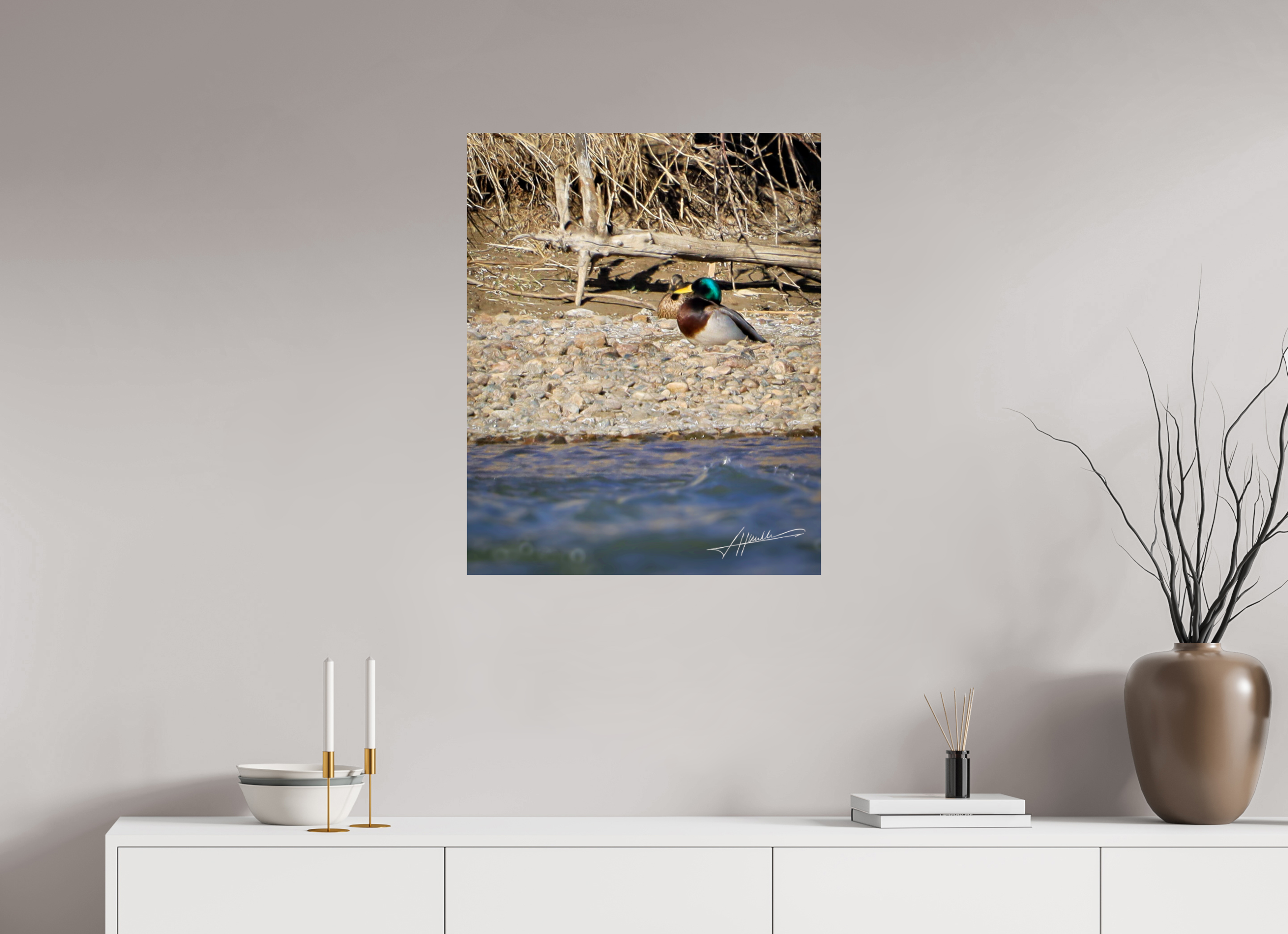 24 x 30″, Photo Print On Fujiflex High Gloss Sunbathing Mallard