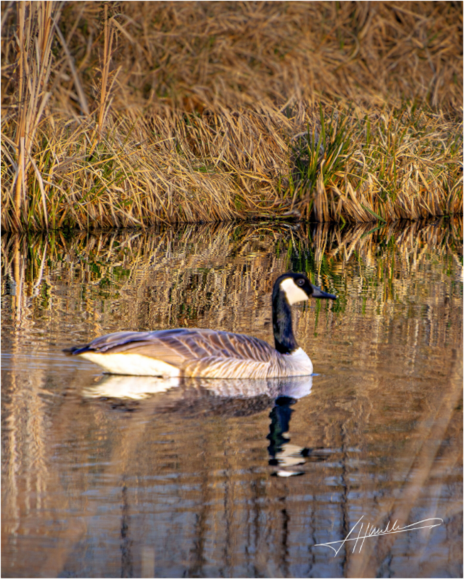 Main image A Swimming Reflection