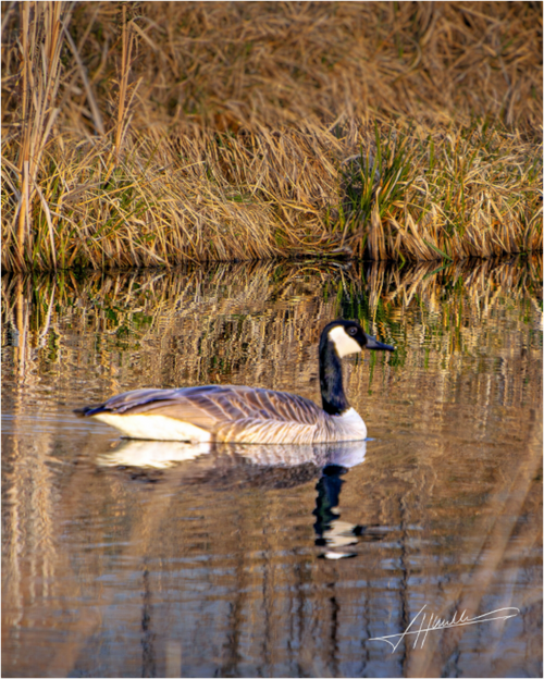 Main image A Swimming Reflection