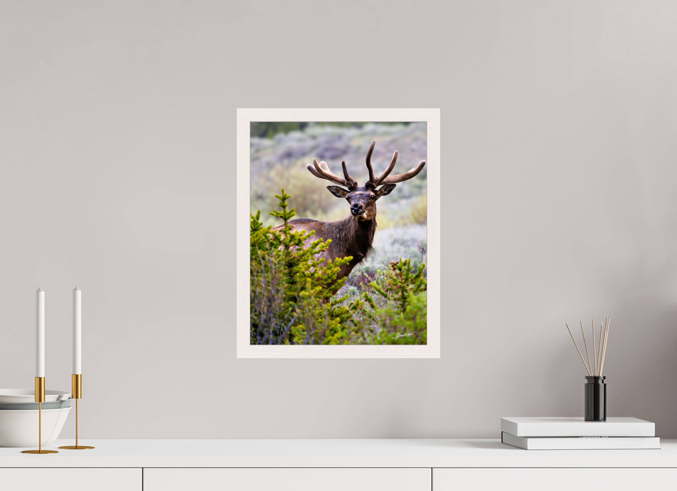 12 x 15″, Gallery Frame Velvet Bull