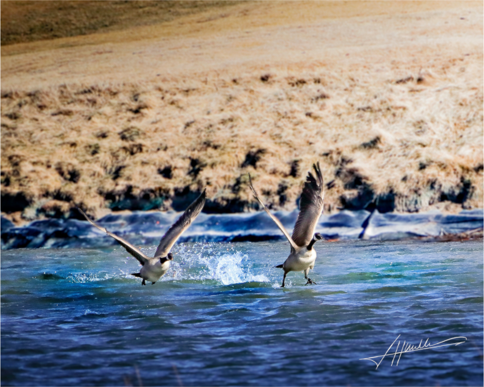 Main image Geese Taking Flight
