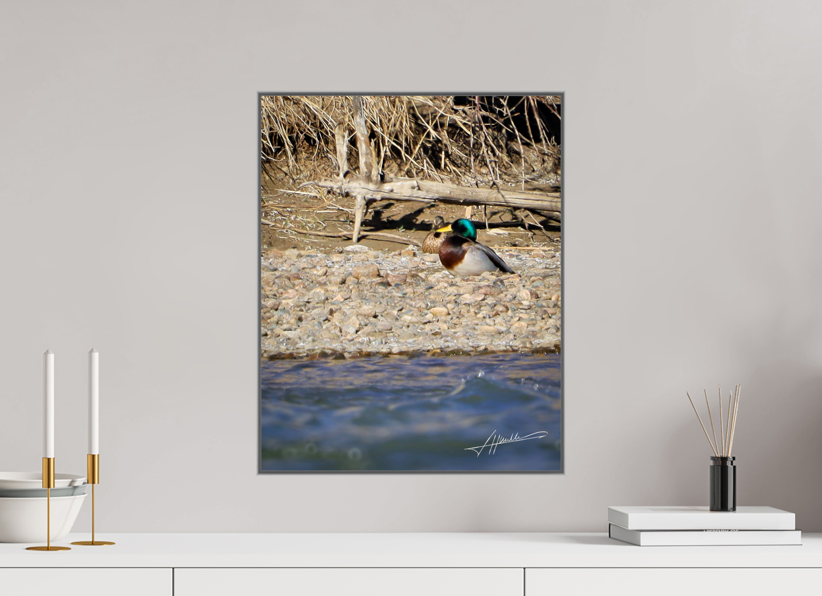 16 x 20″, Aluminum ArtBox Sunbathing Mallard