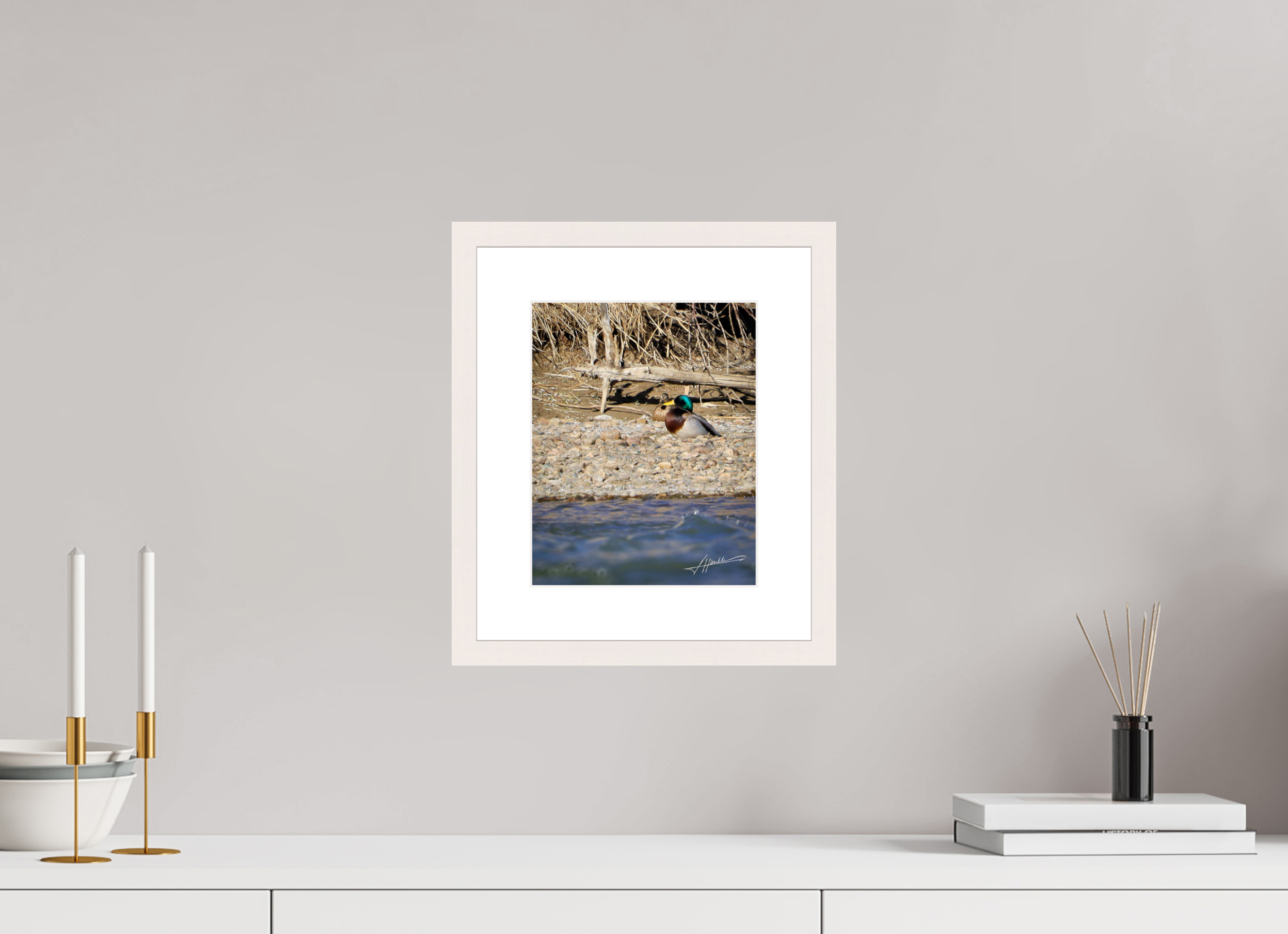 8 x 10″, Solid Wood Frame with Passe-partout Sunbathing Mallard