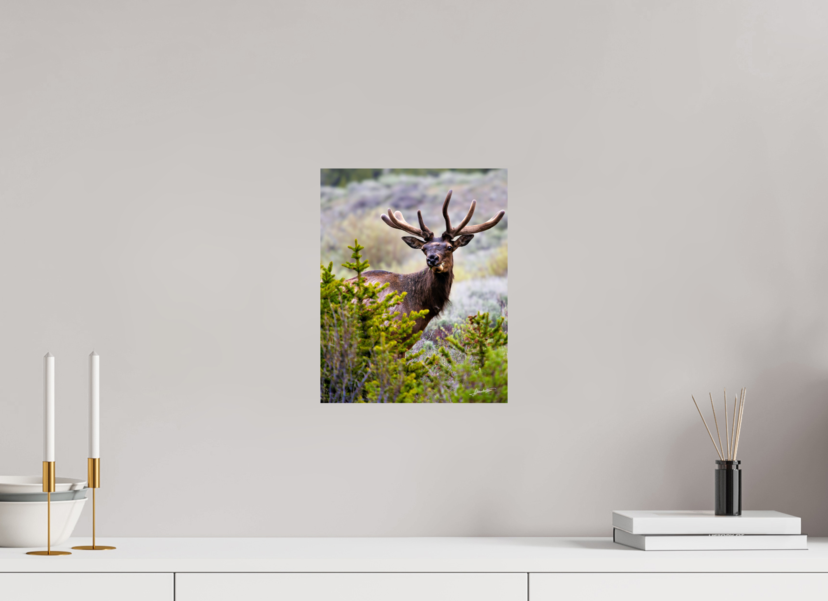 10 x 12.5″, Fine Art Dibond Velvet Bull