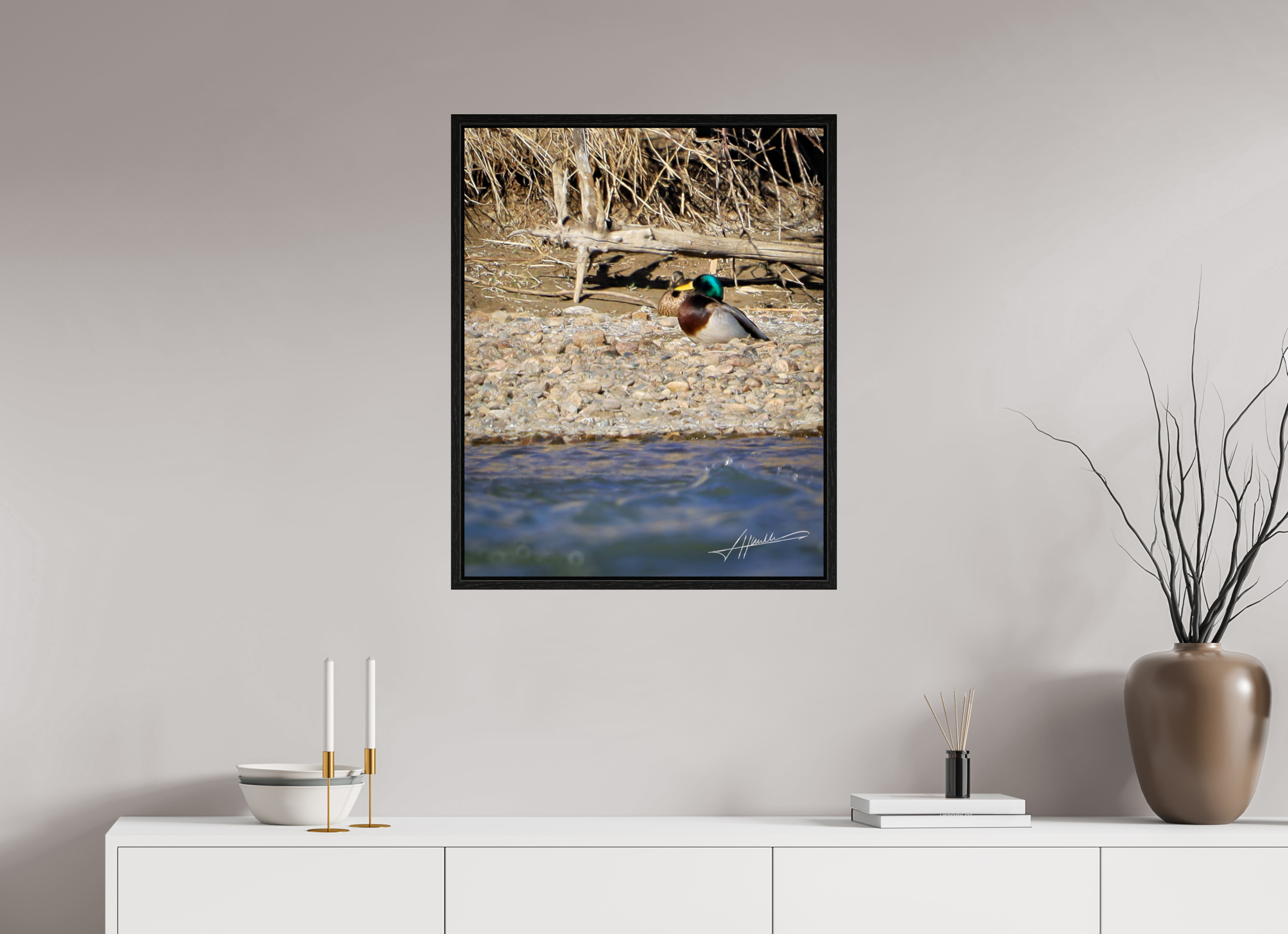 24 x 30″, Floater Frame Sunbathing Mallard