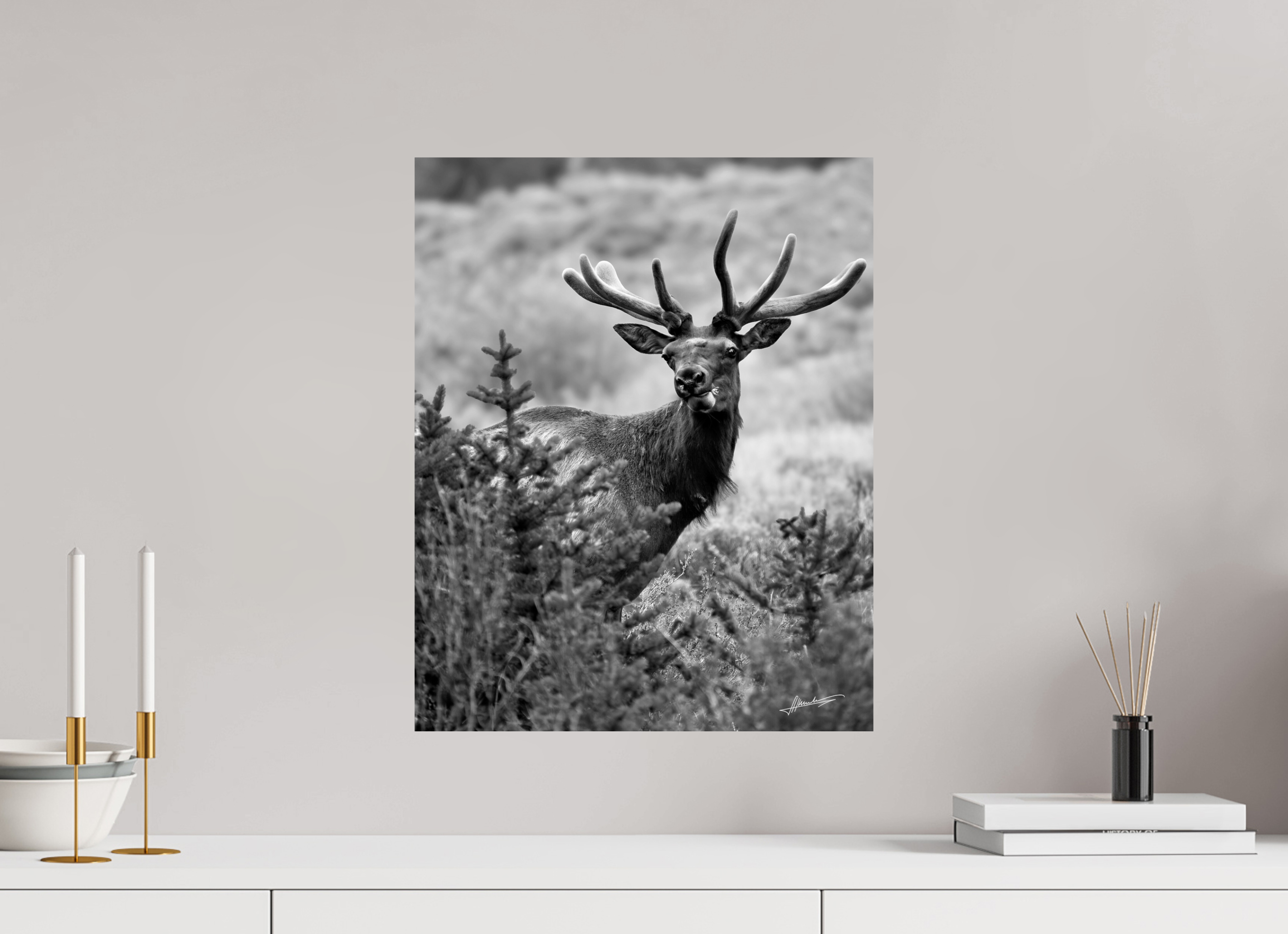 16 x 20″, Photo Print On Ilford Baryta Paper Velvet Bull