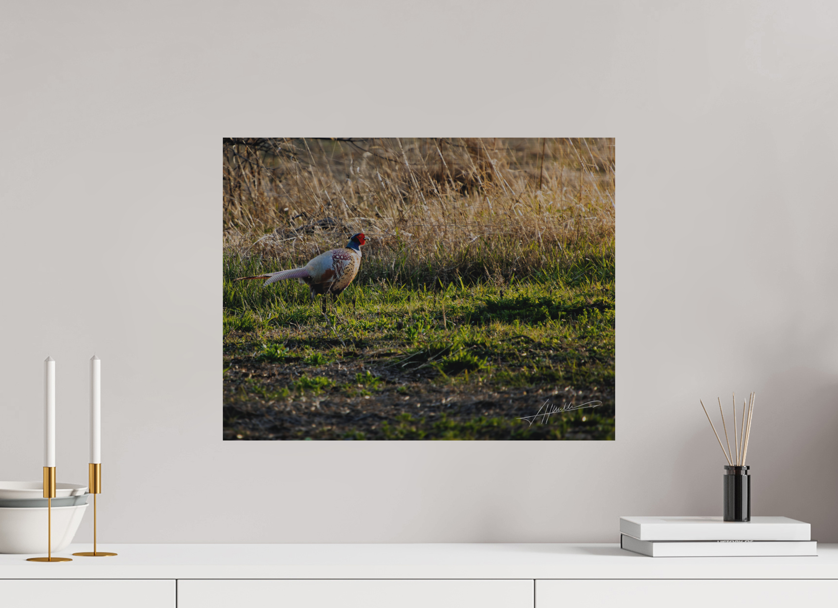 20.7 x 16″, Direct Brushed Aluminum Evening Pheasant