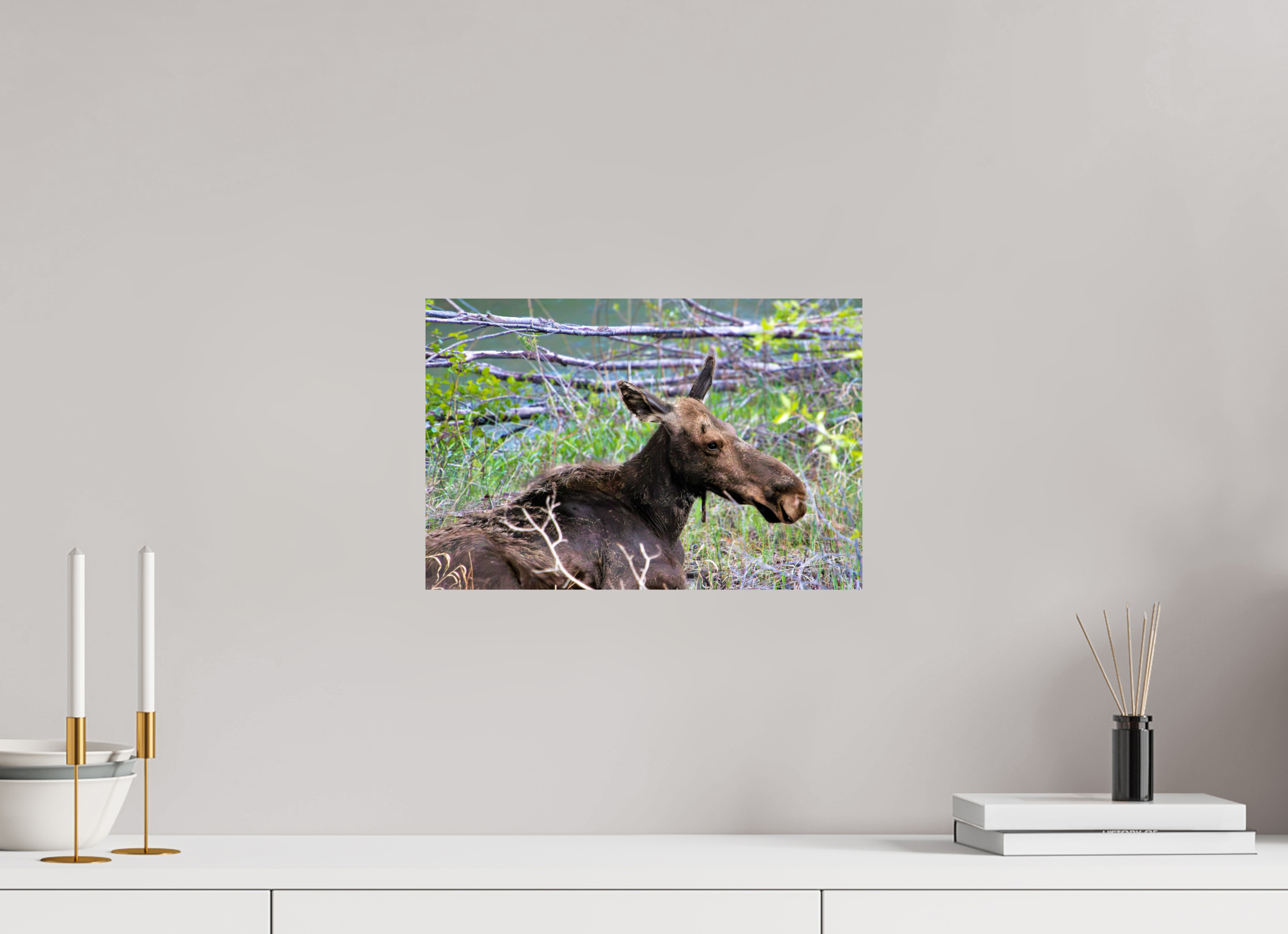 15 x 10″, Fine Art Dibond Moose Relaxing