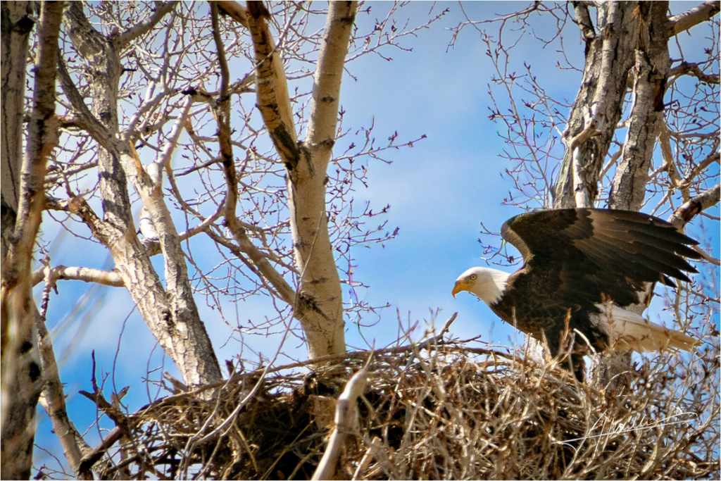 Main image The Eagles Nest