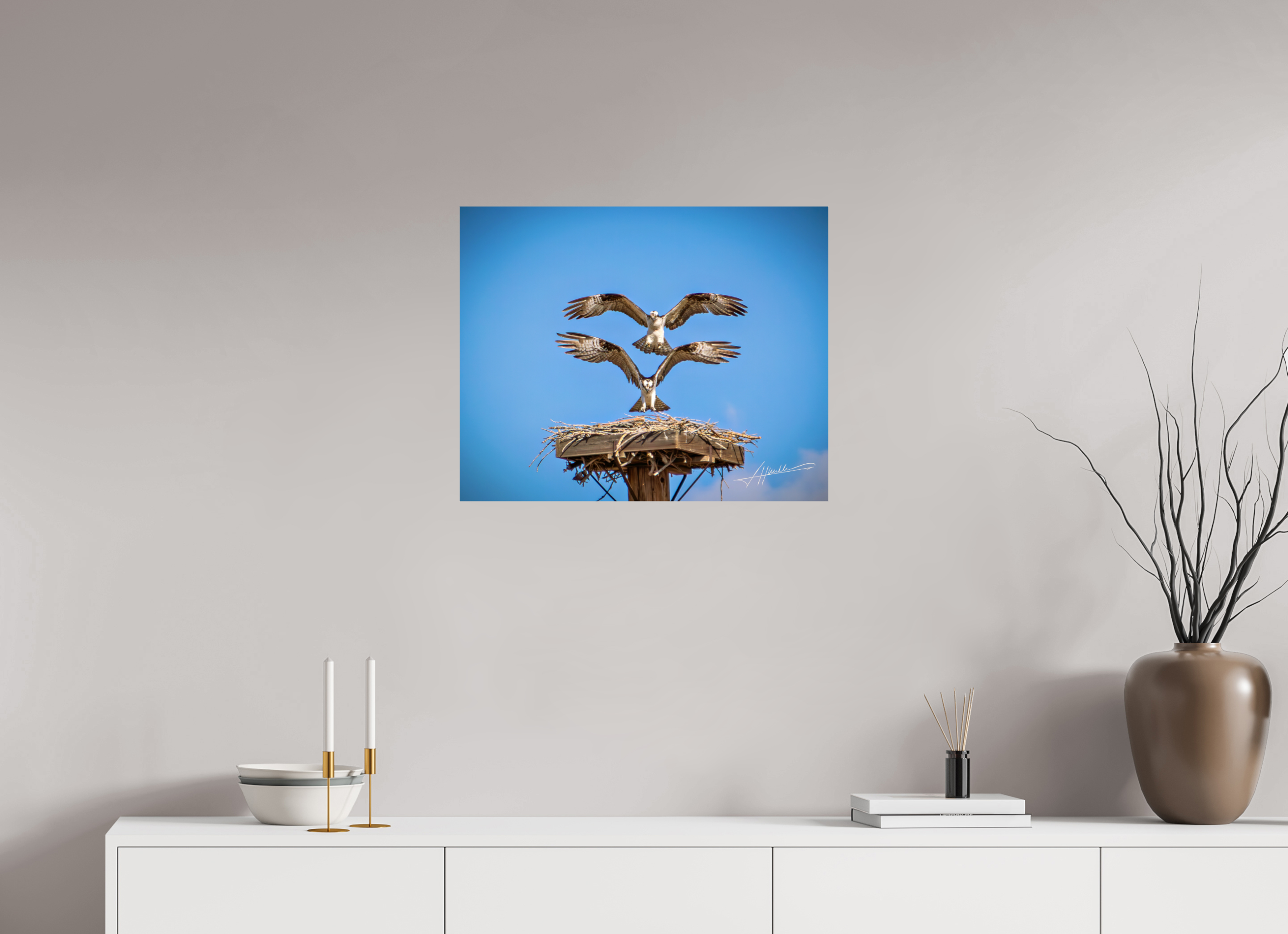 25 x 20″, Photo Print On Fujiflex High Gloss Two Osprey Landing
