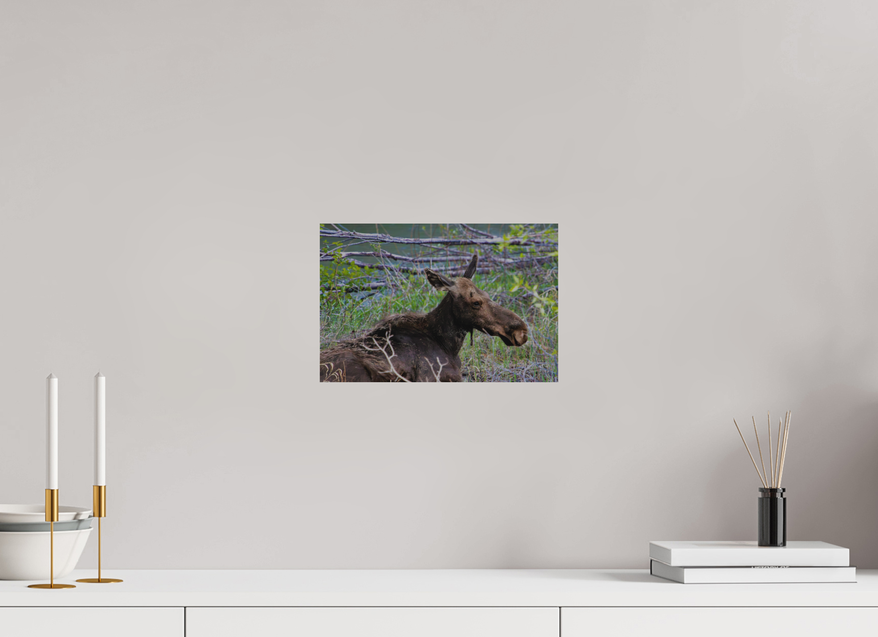 12 x 8″, Direct Brushed Aluminum Moose Relaxing