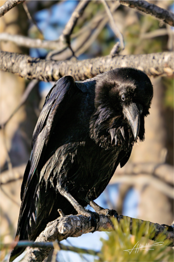 Main image Morning Raven
