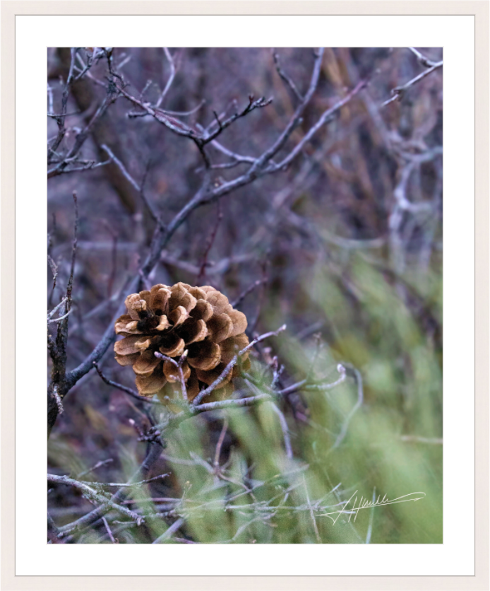 Main image Mountain Pinecone