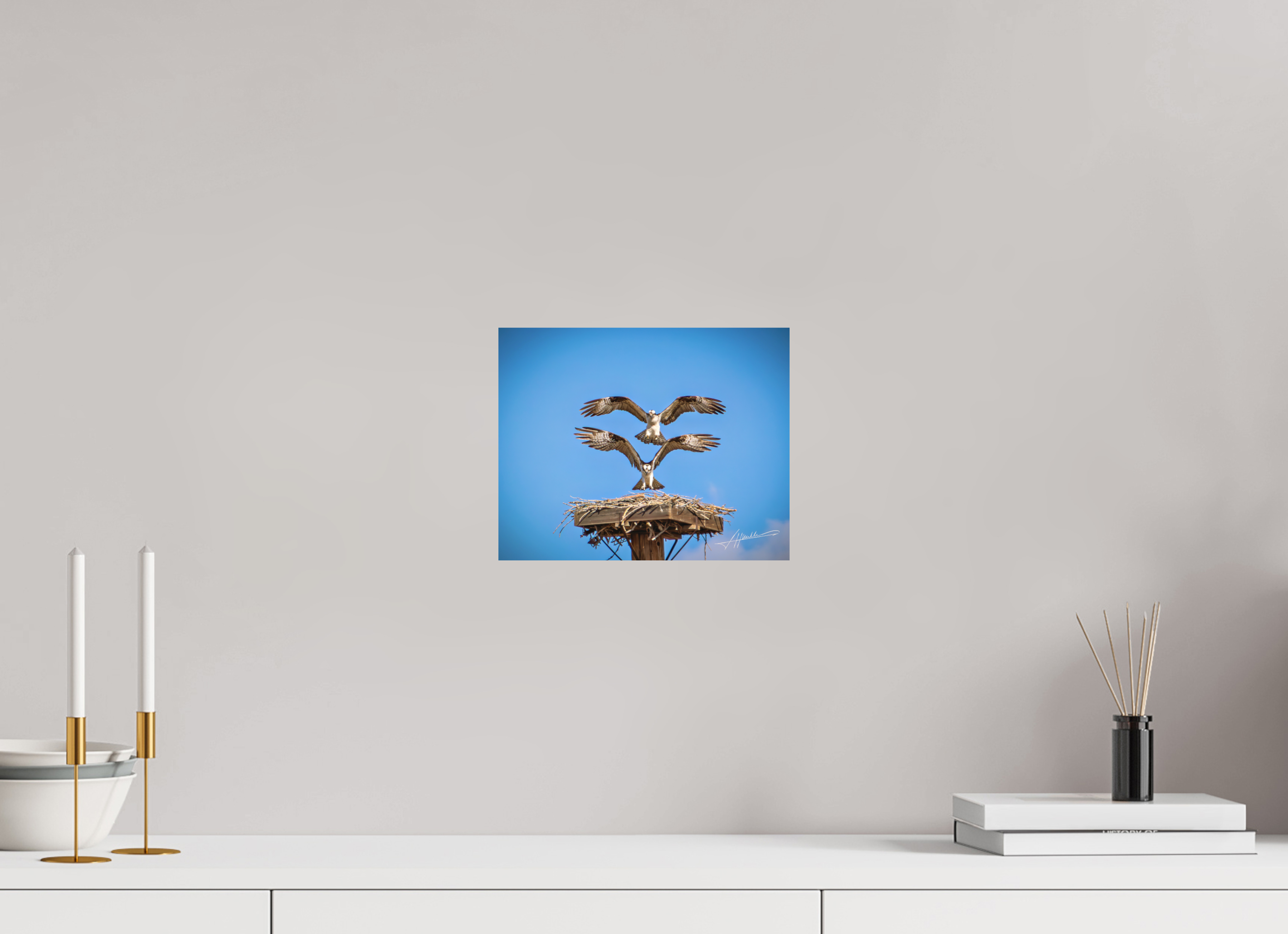 10 x 8″, Metal Dibond Two Osprey Landing