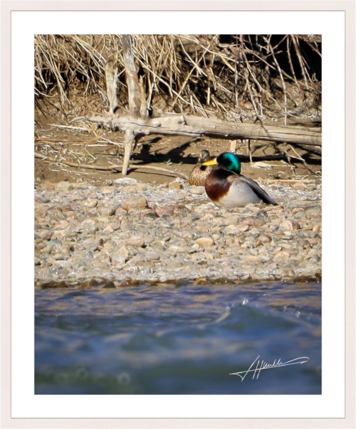 Main image Sunbathing Mallard