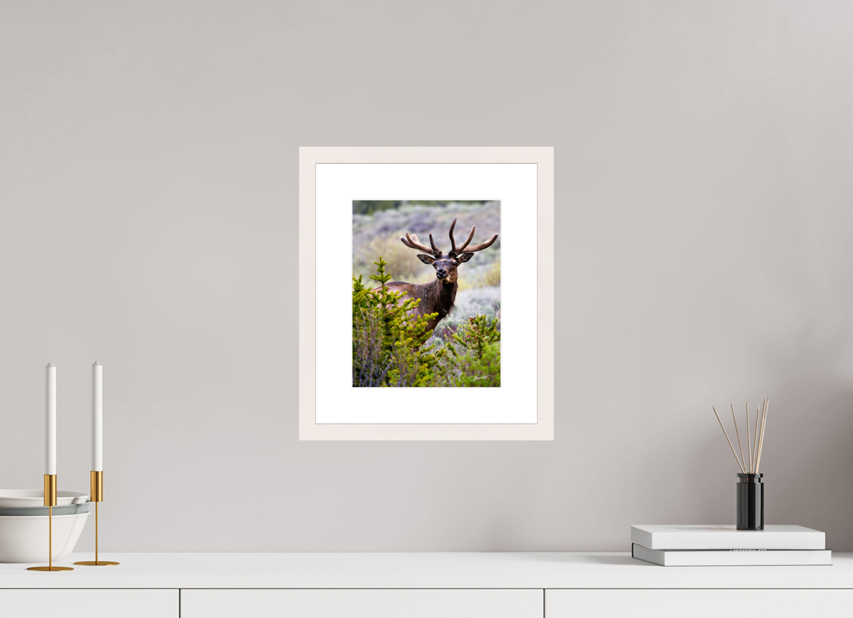 8 x 10″, Solid Wood Frame with Passe-partout Velvet Bull