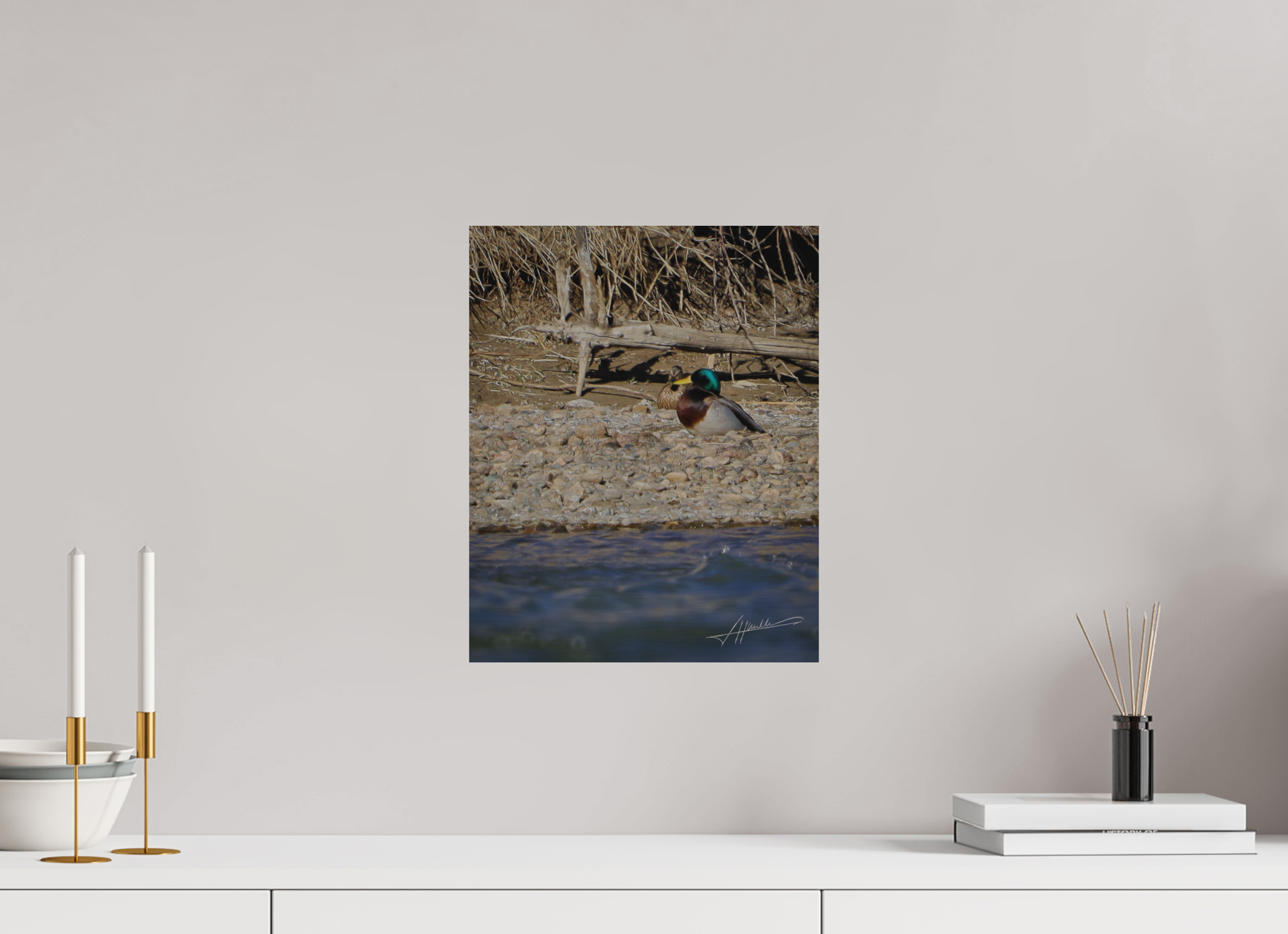 12 x 15″, Direct Brushed Aluminum Sunbathing Mallard