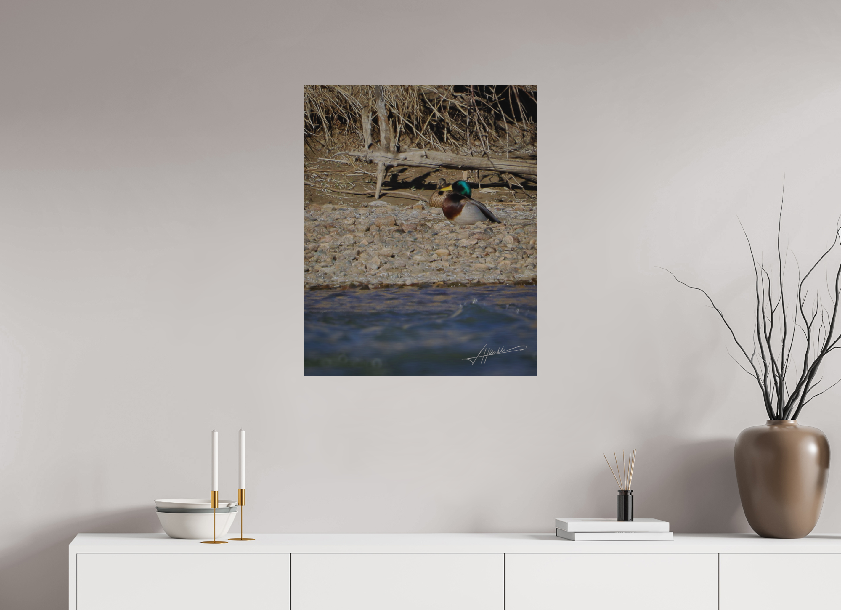 24 x 30″, Direct Brushed Aluminum Sunbathing Mallard