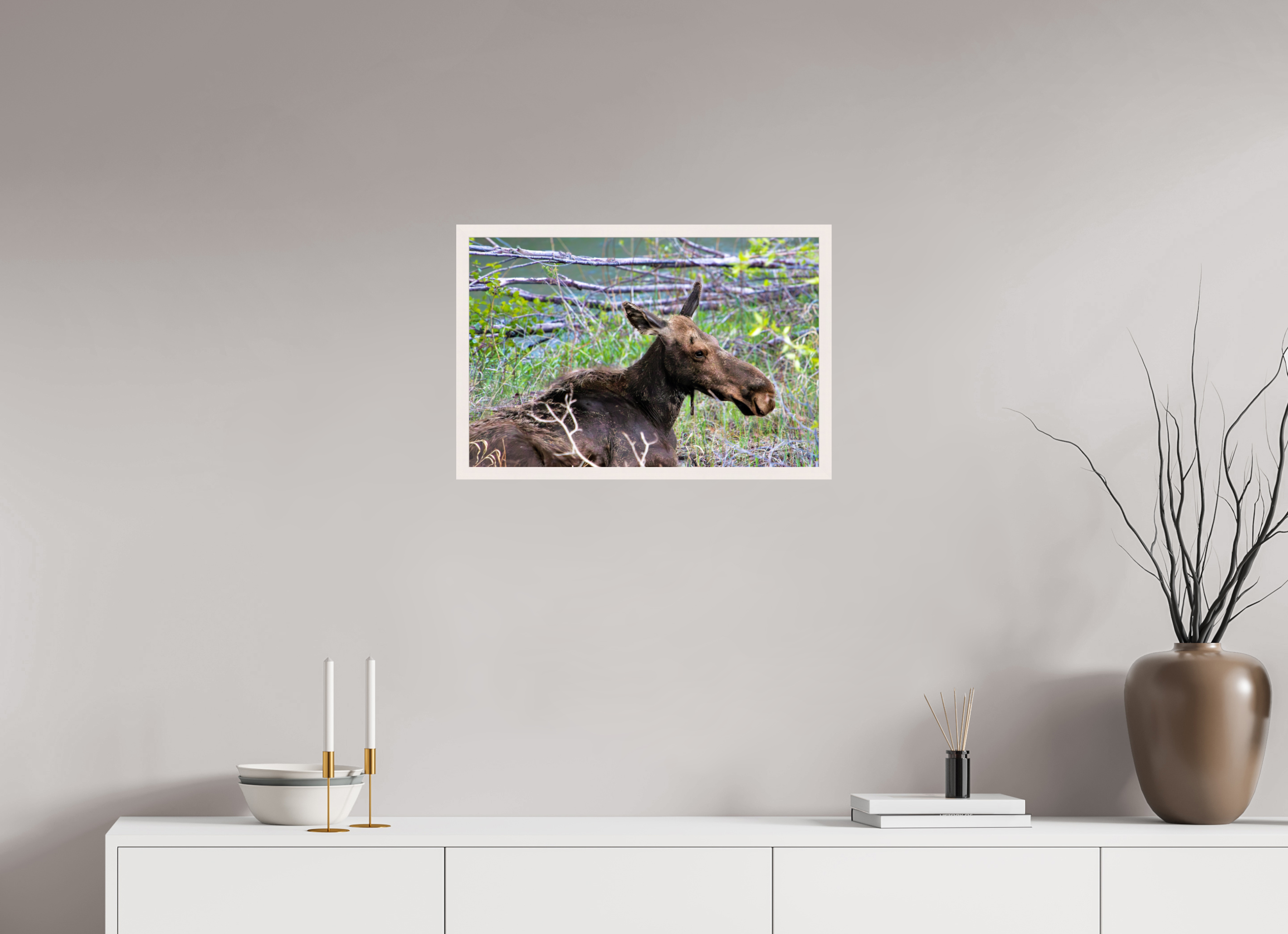 24 x 16″, Gallery Frame Moose Relaxing