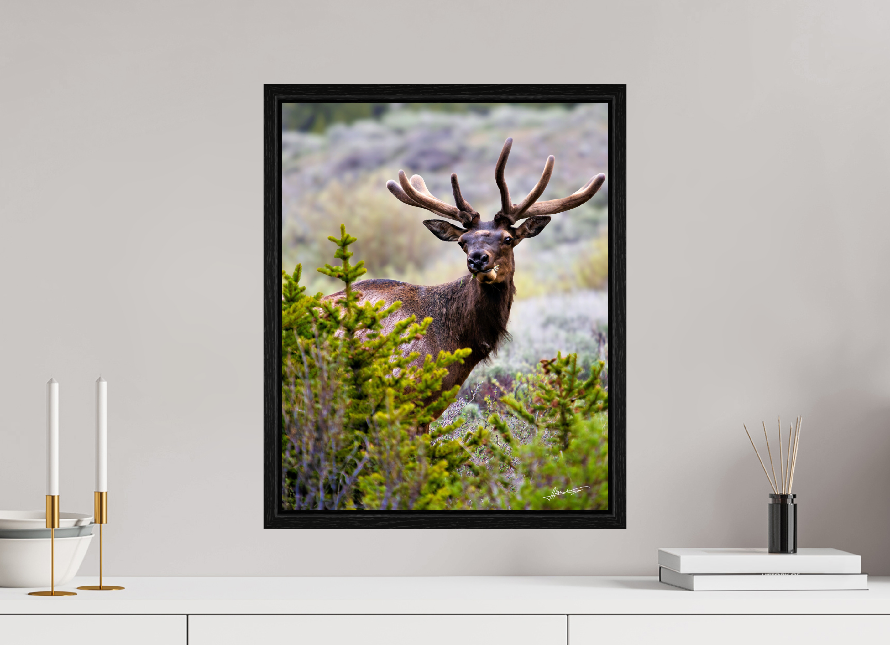 16 x 20″, Floater Frame Velvet Bull