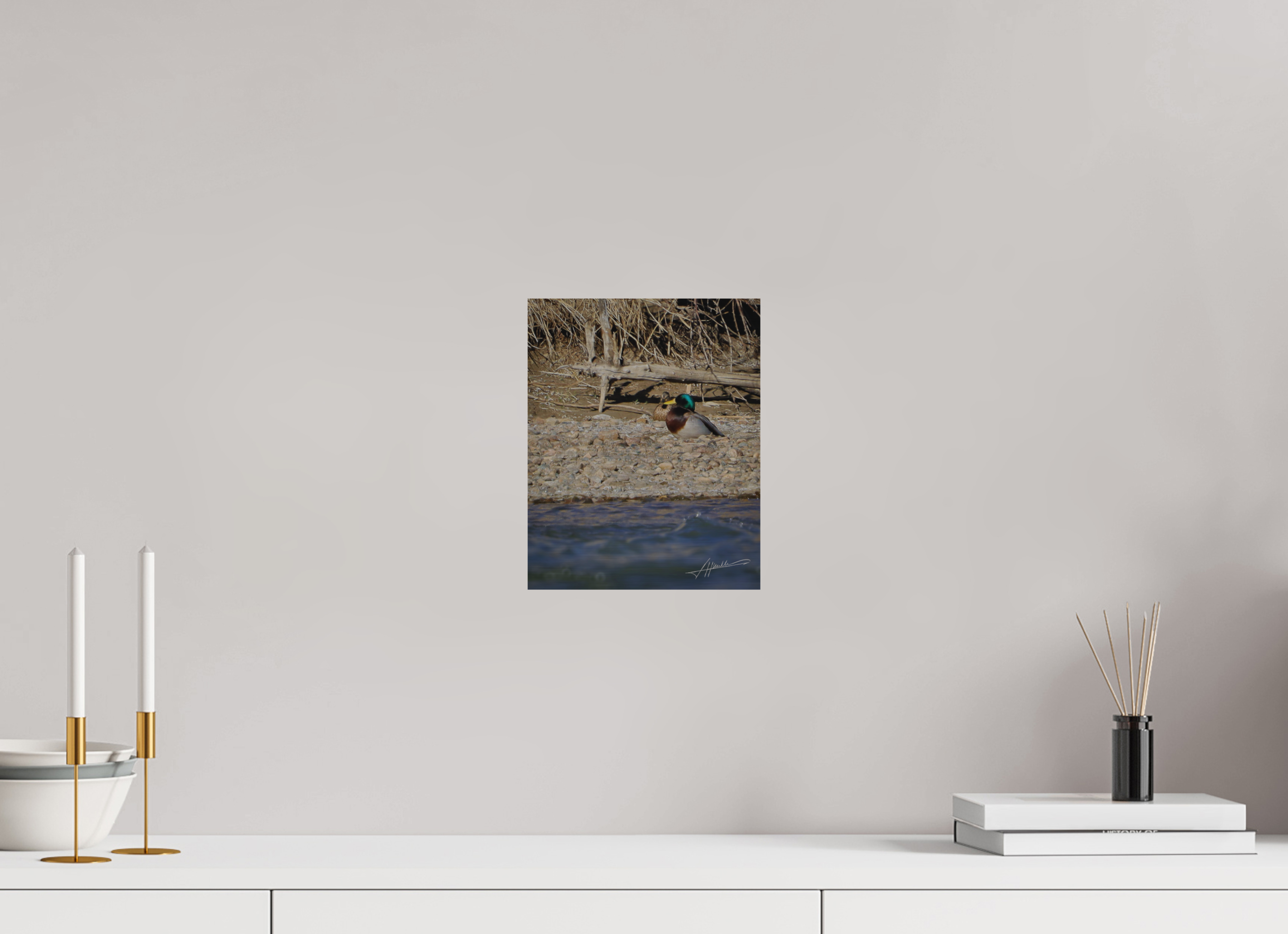 8 x 10″, Direct Brushed Aluminum Sunbathing Mallard