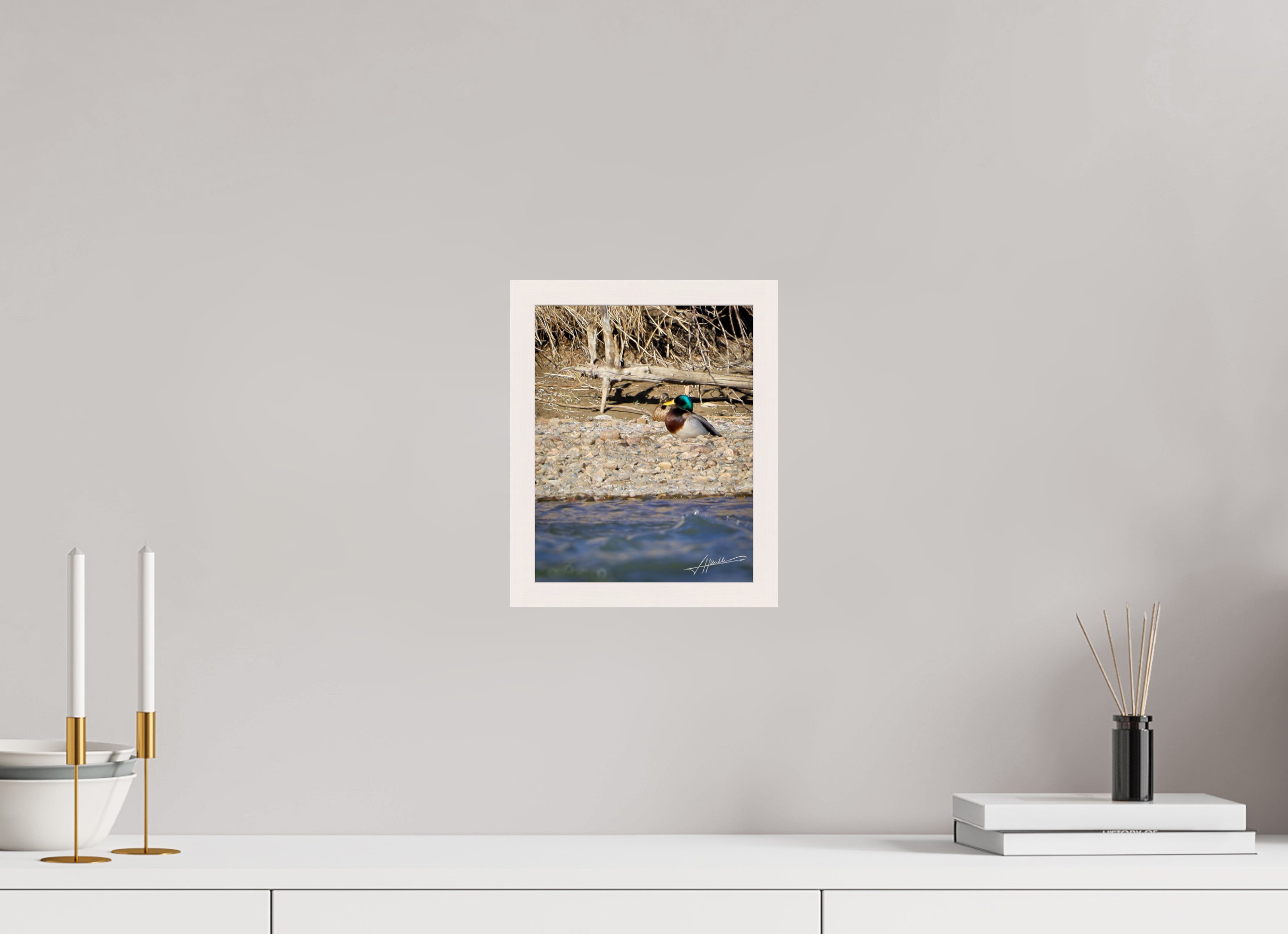 8 x 10″, Gallery Frame Sunbathing Mallard