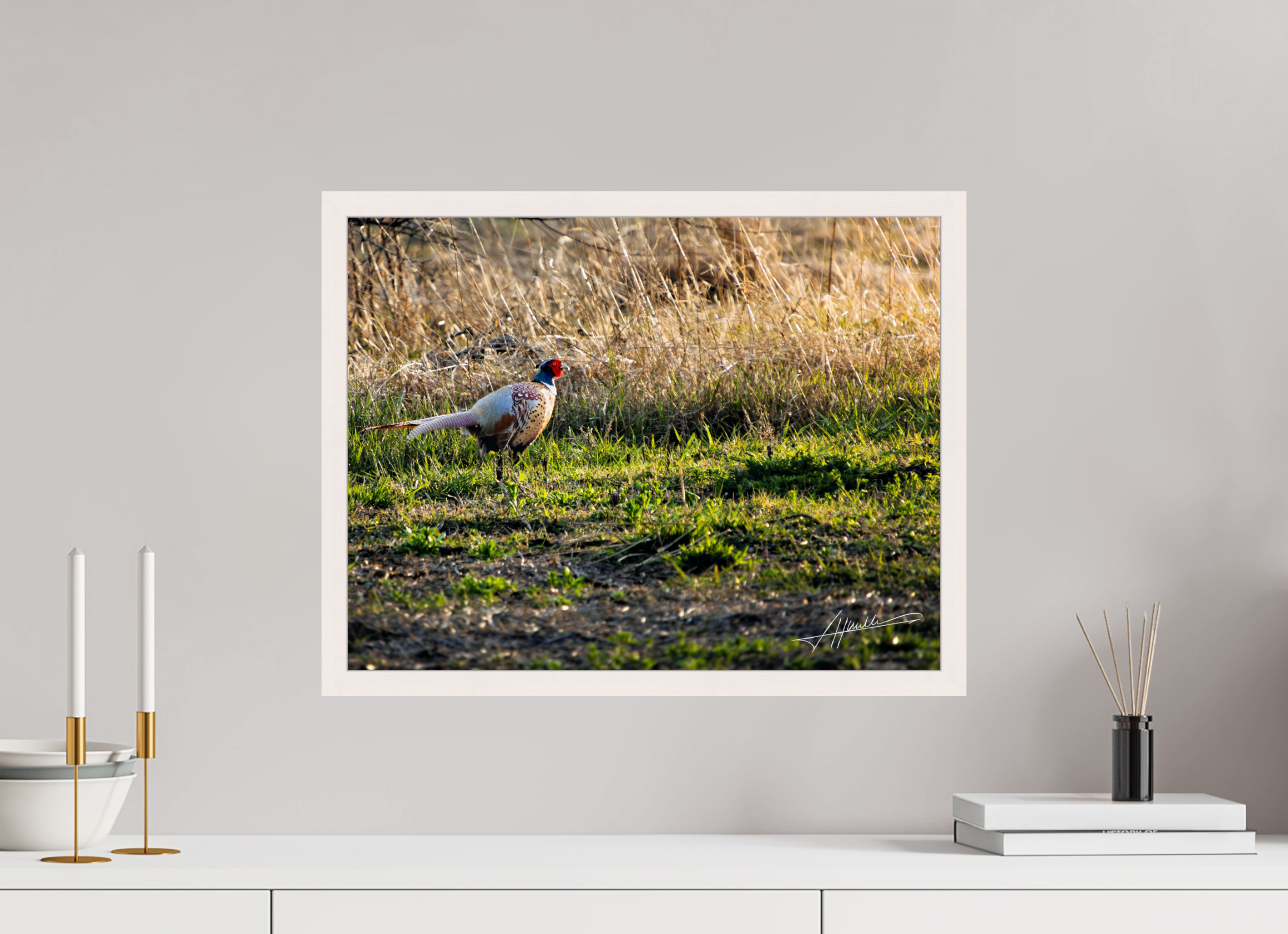20.7 x 16″, Gallery Frame Evening Pheasant