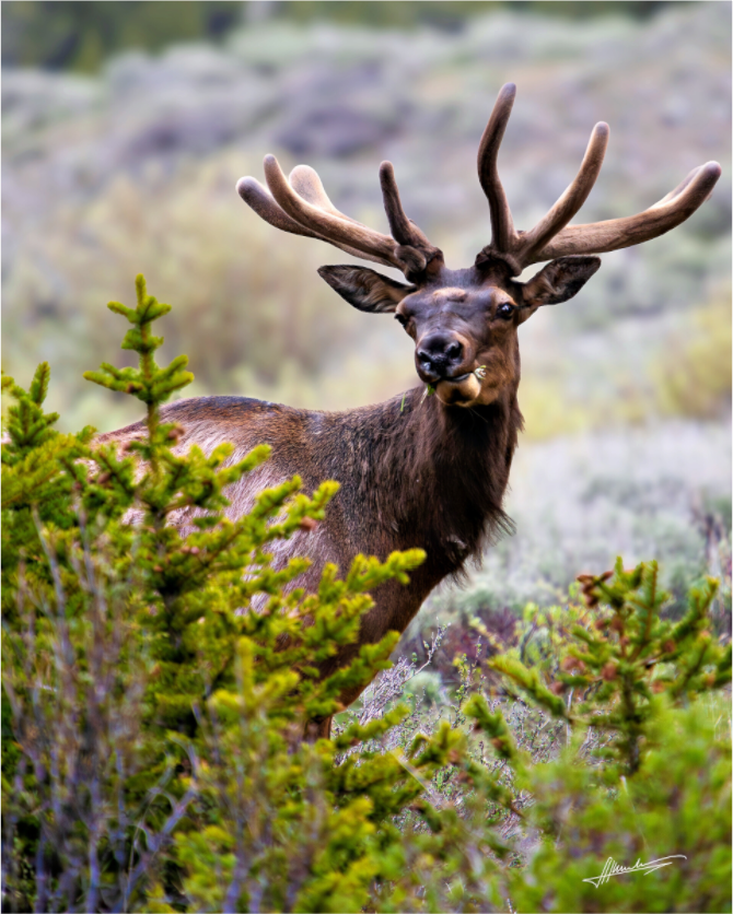 Main image Velvet Bull
