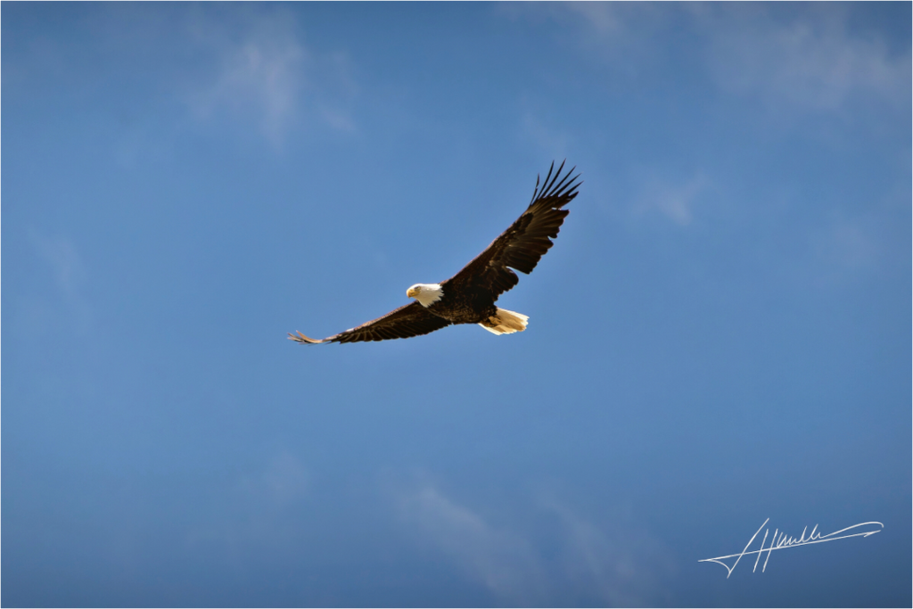 Main image Soaring Free