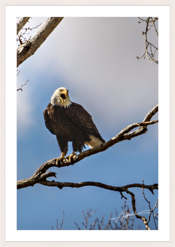 Main image The Eagle's Call