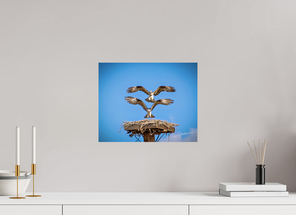 15 x 12″, Fine Art Print Two Osprey Landing