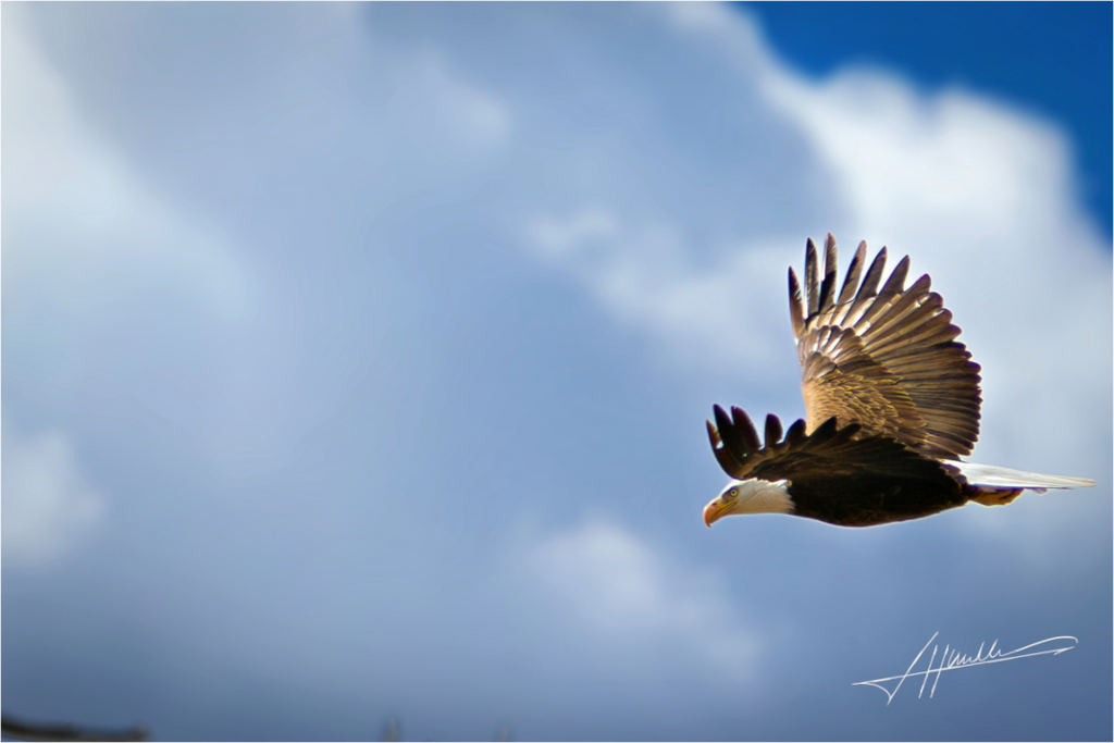 Main image Bald Eagle Flying