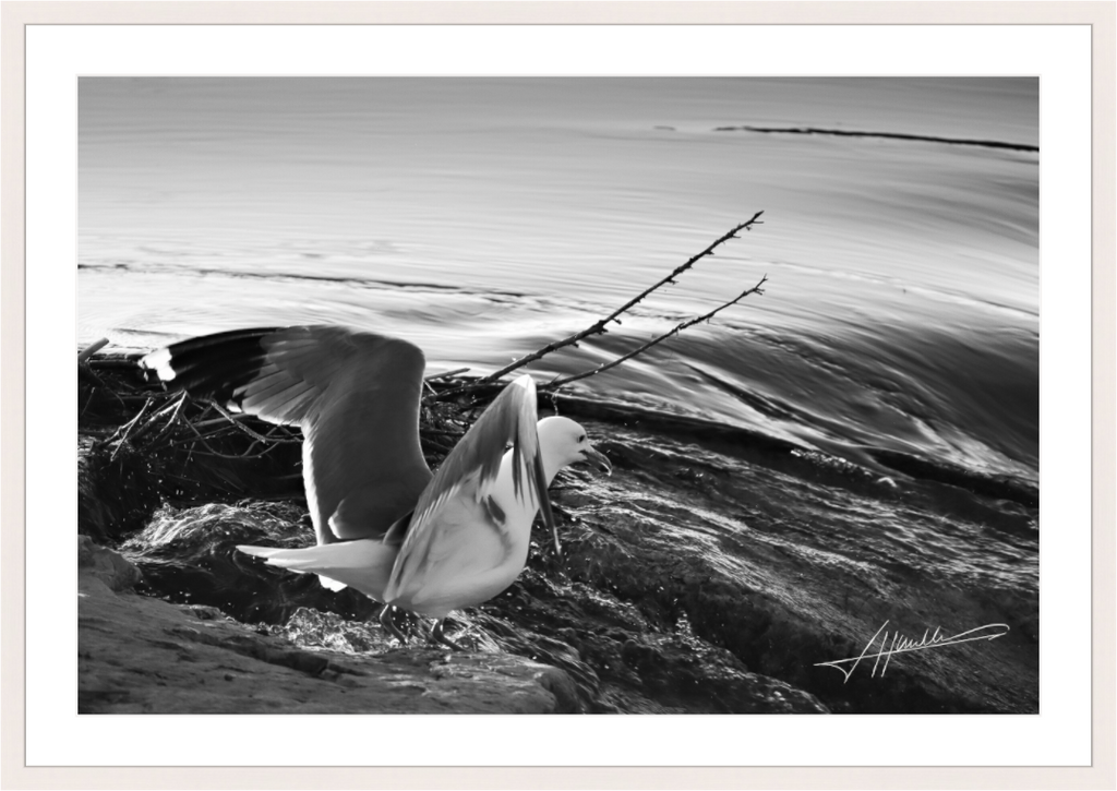 Main image Seagull Takes Flight