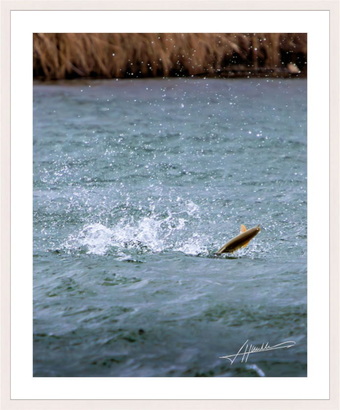 Main image Jumping Rainbow Trout