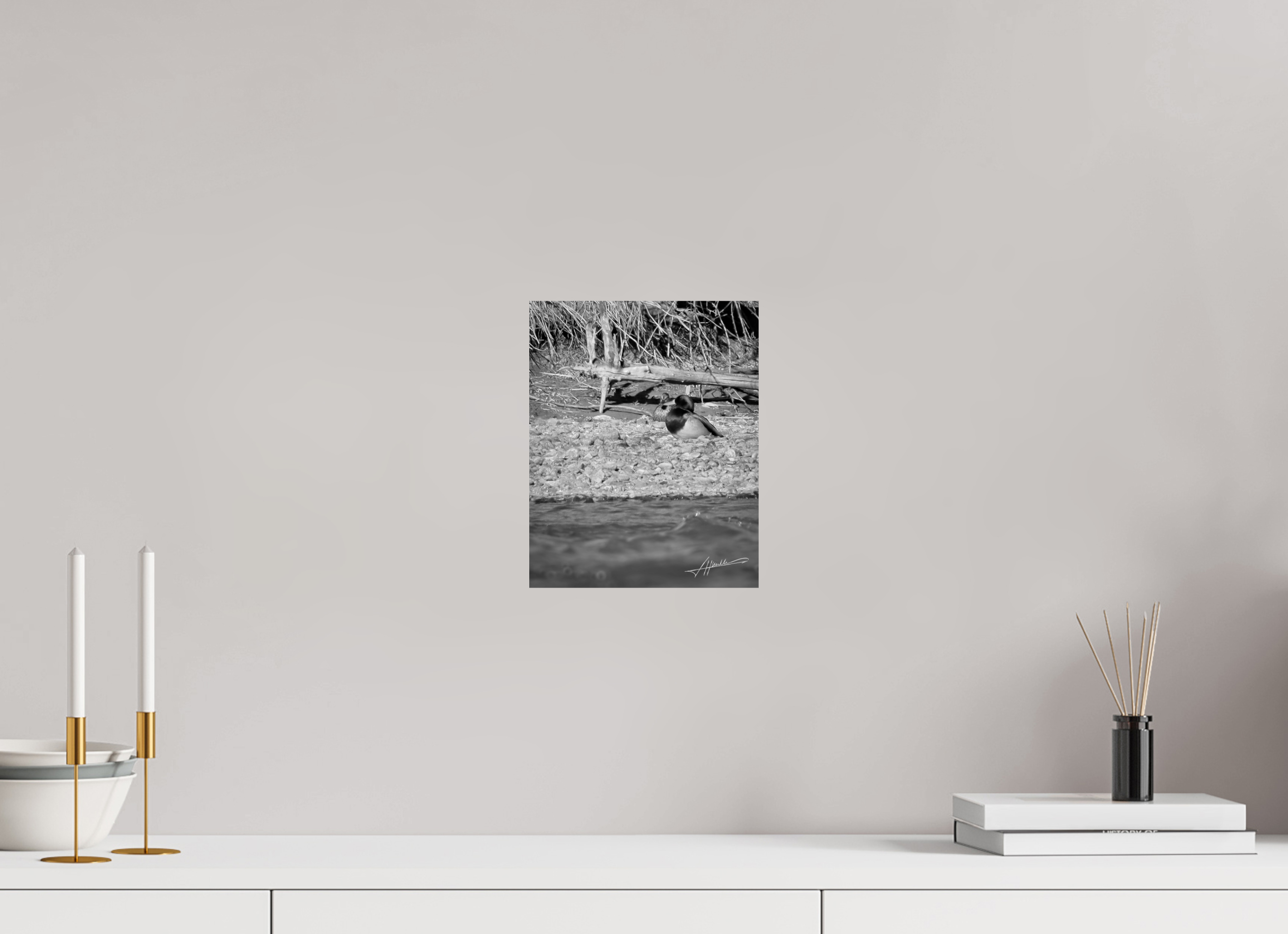 8 x 10″, Photo Print On Ilford Baryta Paper Sunbathing Mallard