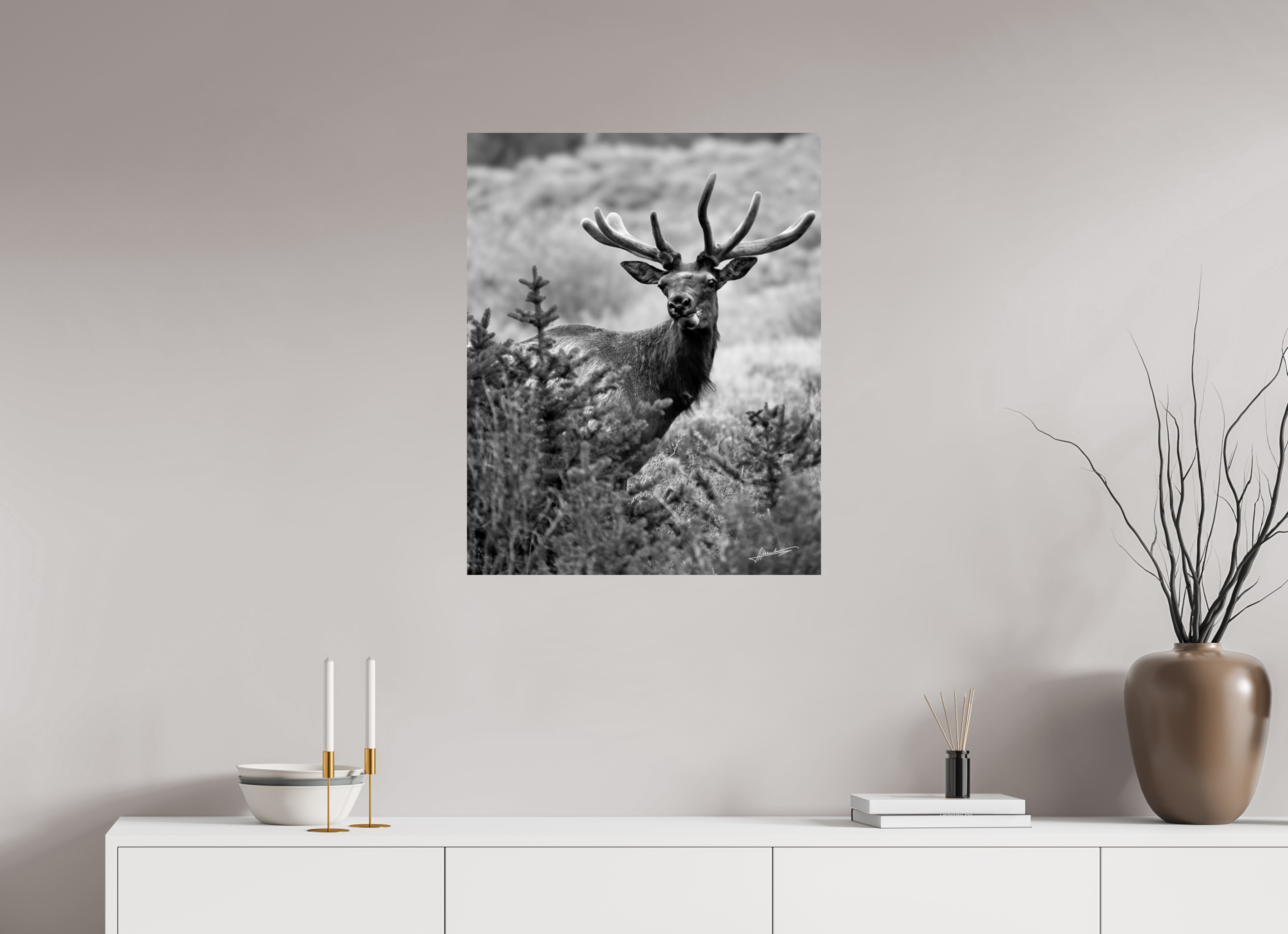 24 x 30″, Photo Print On Ilford Baryta Paper Velvet Bull
