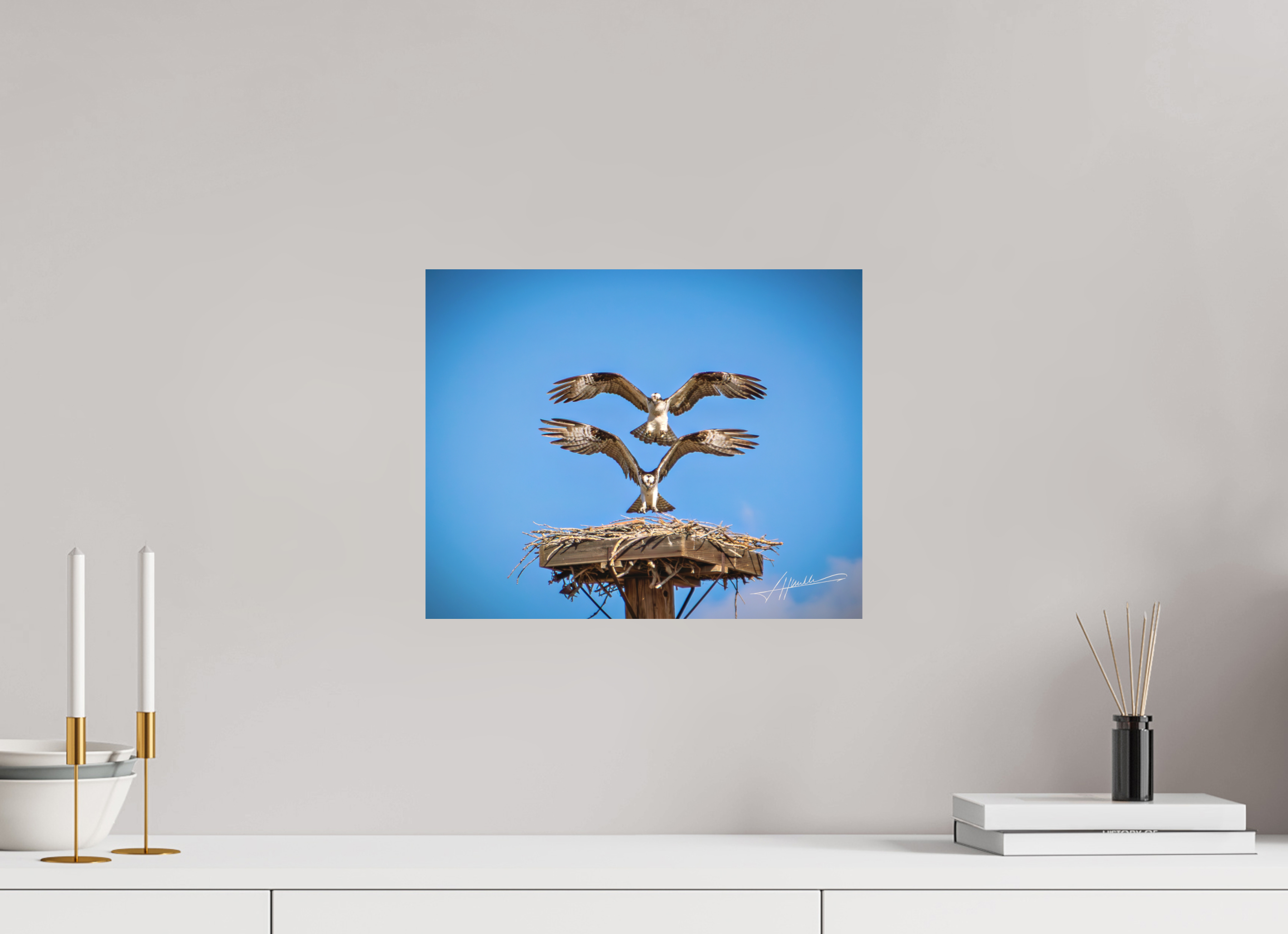 15 x 12″, Metal Dibond Two Osprey Landing