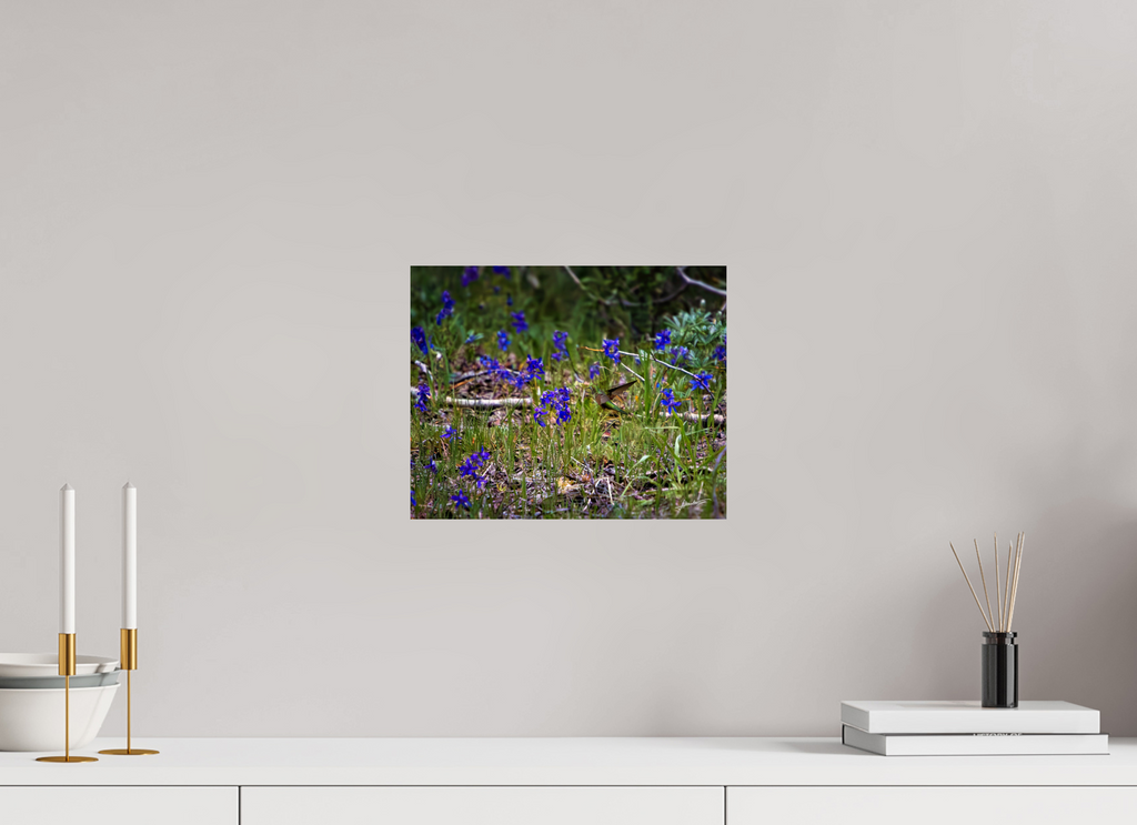 12.5 x 10″, Fine Art Print Feeding Hummingbird