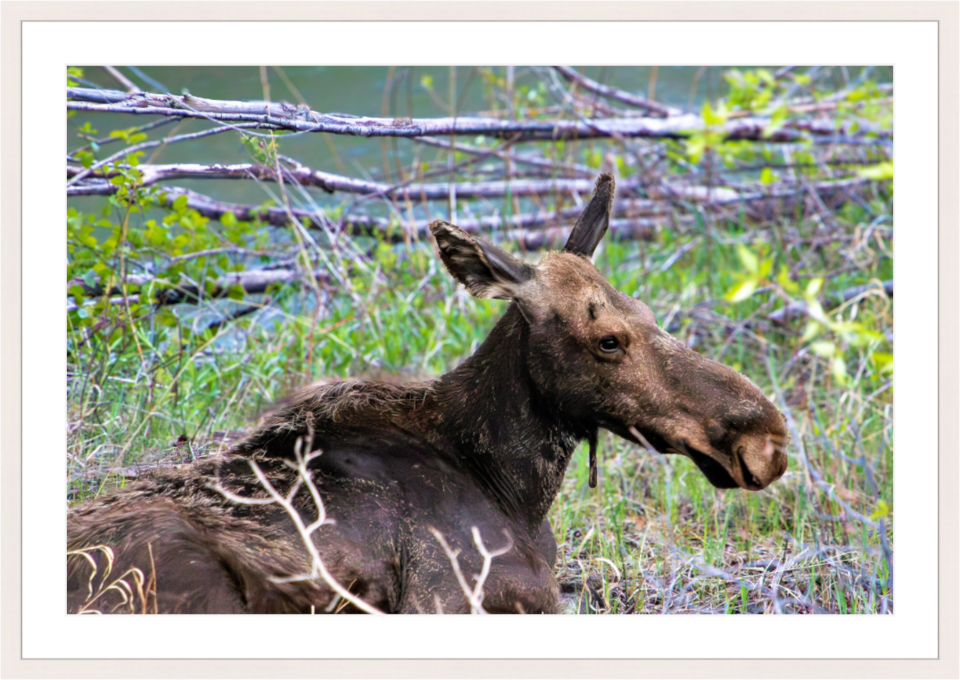 Main image Moose Relaxing