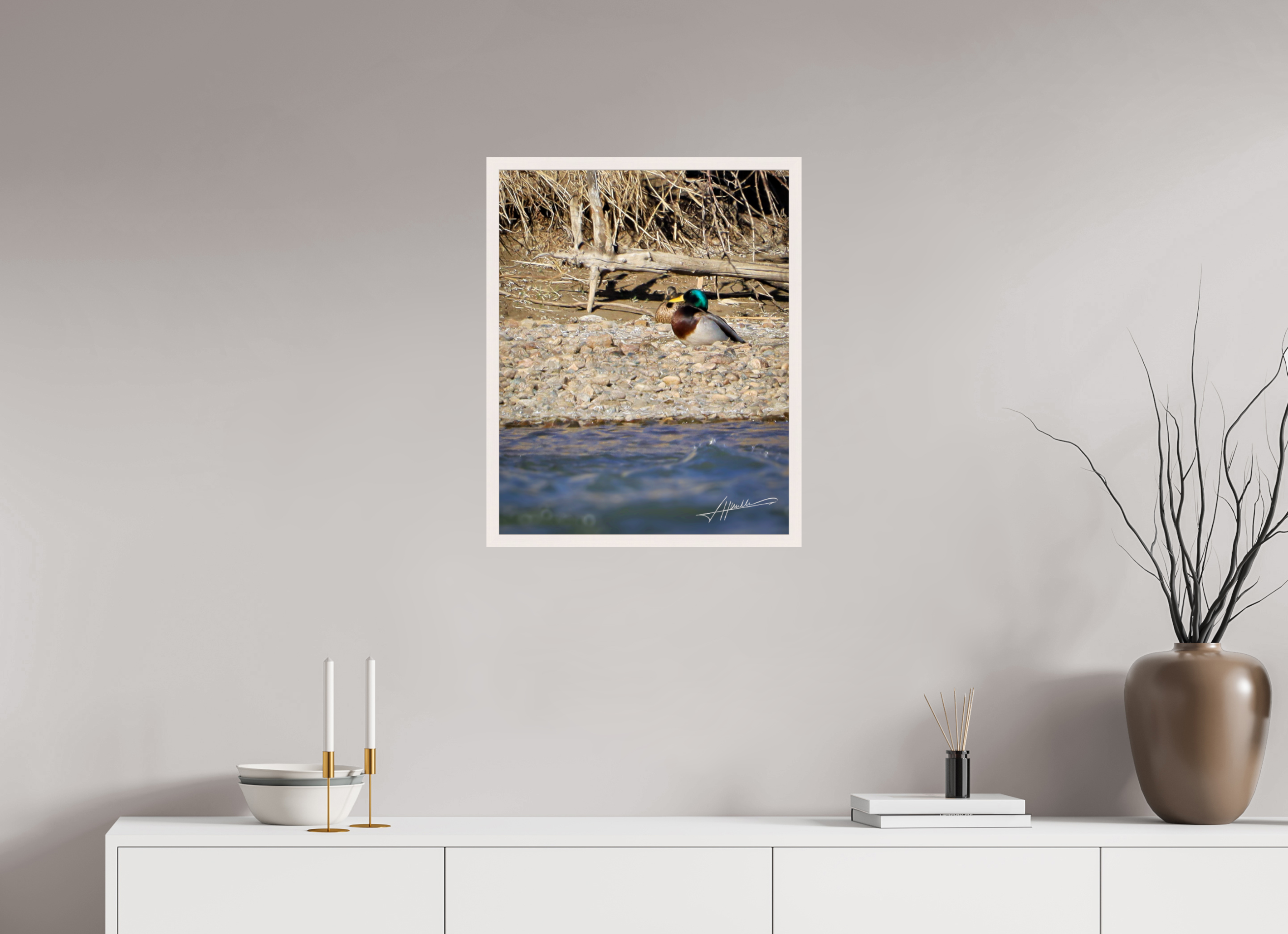 20 x 25″, Gallery Frame Sunbathing Mallard