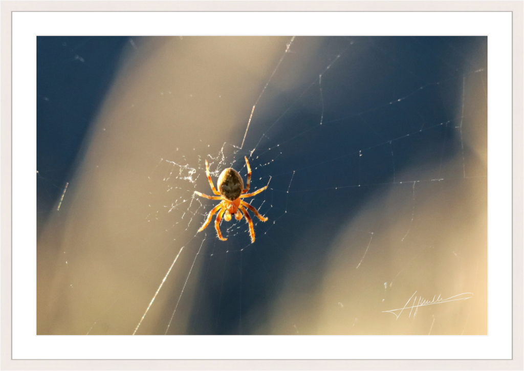 Main image Tattered Web