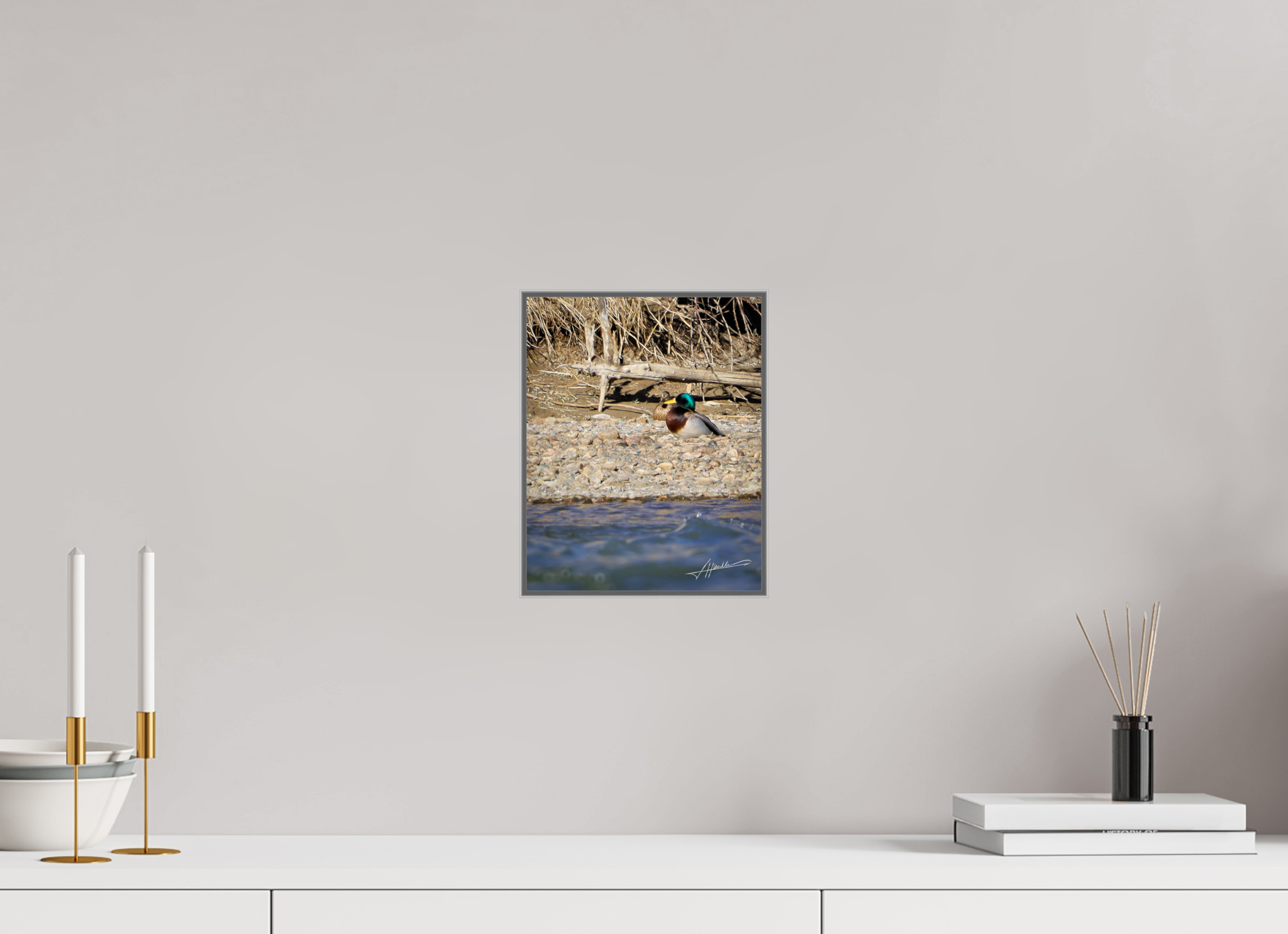 8 x 10″, Aluminum ArtBox Sunbathing Mallard